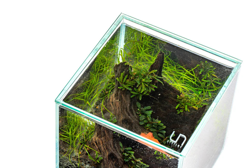 Glass Garden Workshop (7/26 @Fancy Plants)