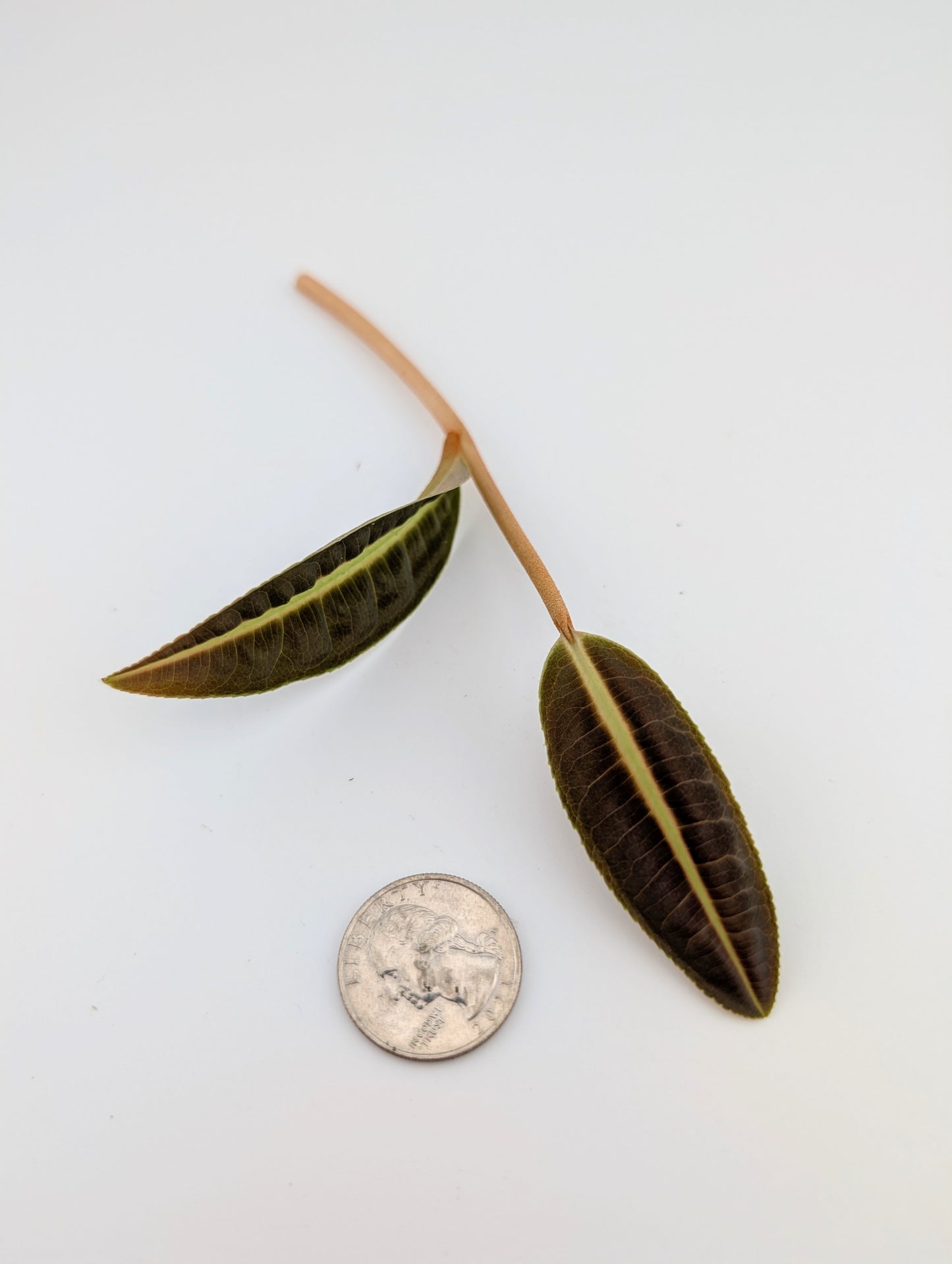 Labisia NOID Type 1