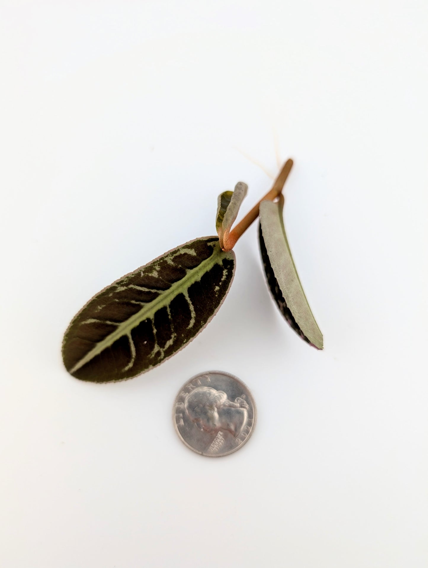 Labisia NOID Type 2
