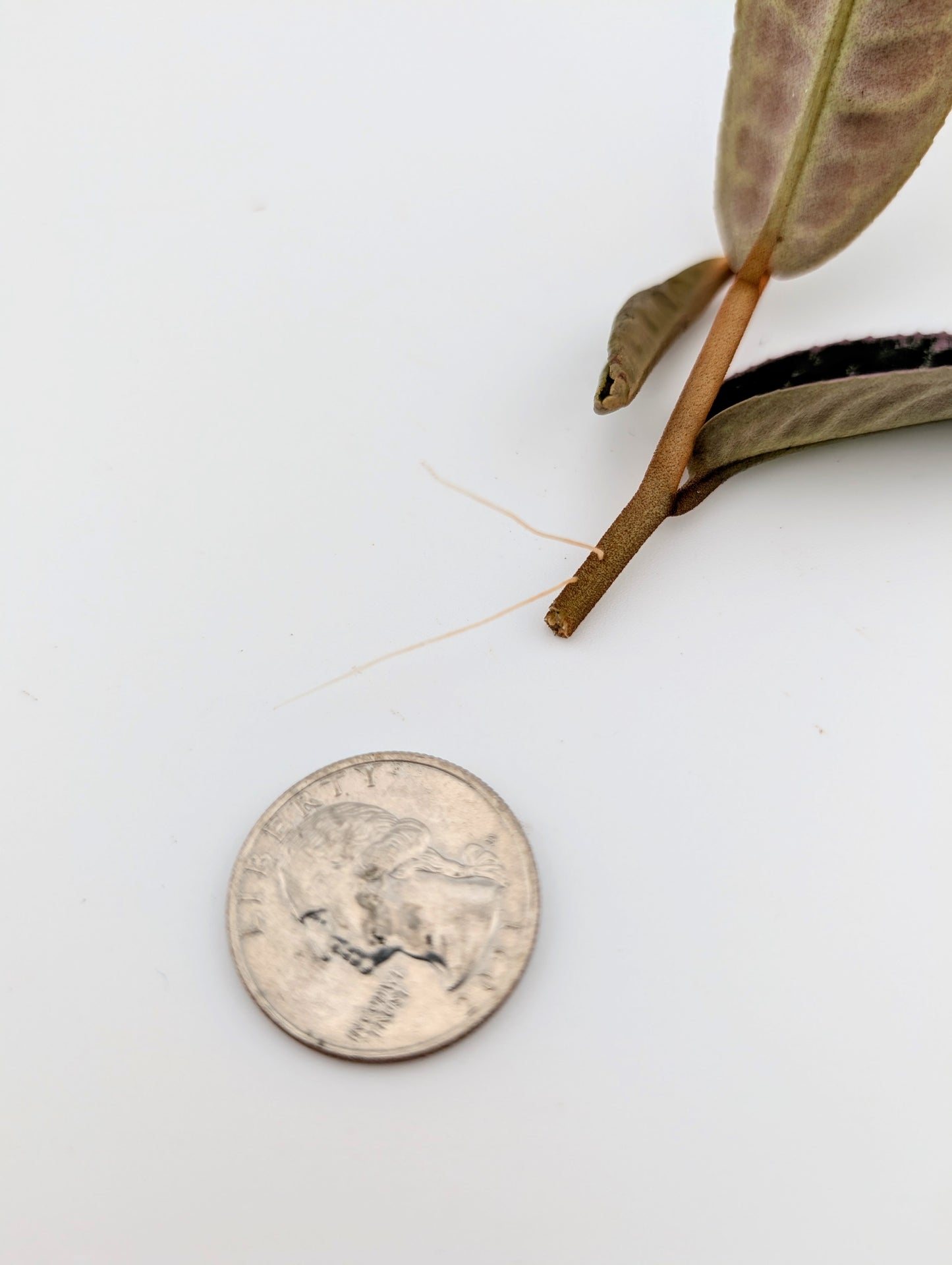 Labisia NOID Type 2