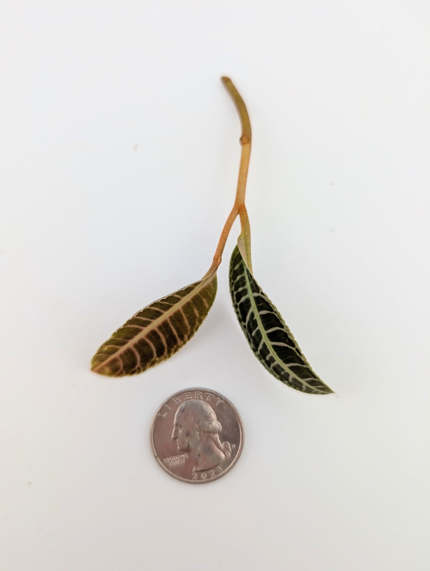 Labisia NOID Type 3