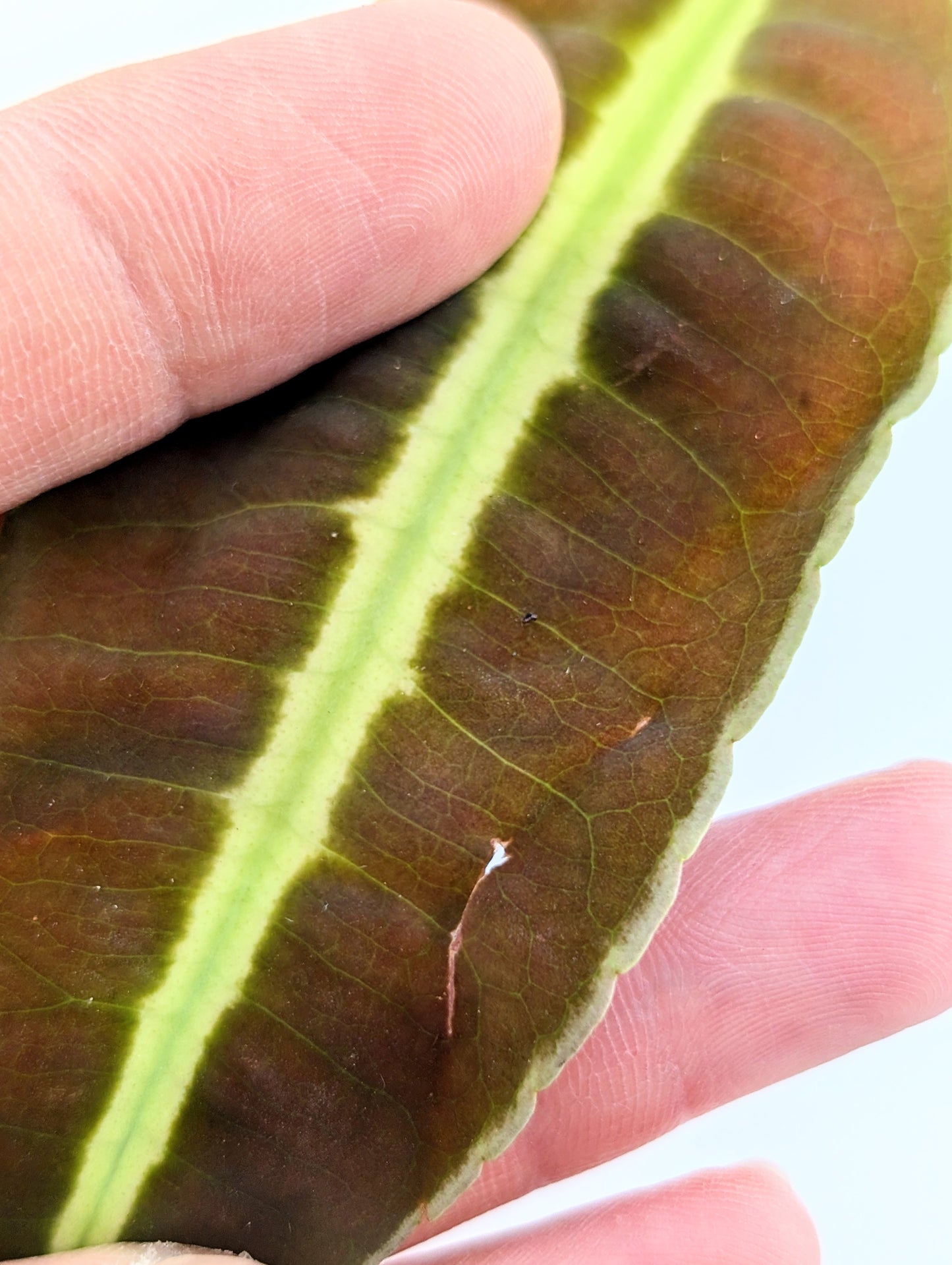 Labisia 'Lime Green Midline'