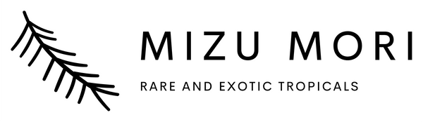 Mizu Mori