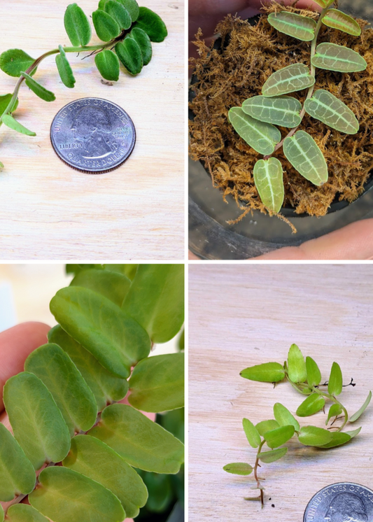 Marcgravia Variety Pack