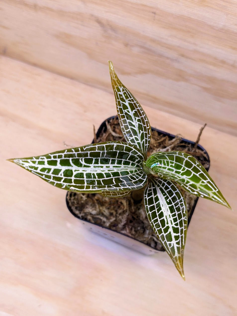 Goodyera hispida