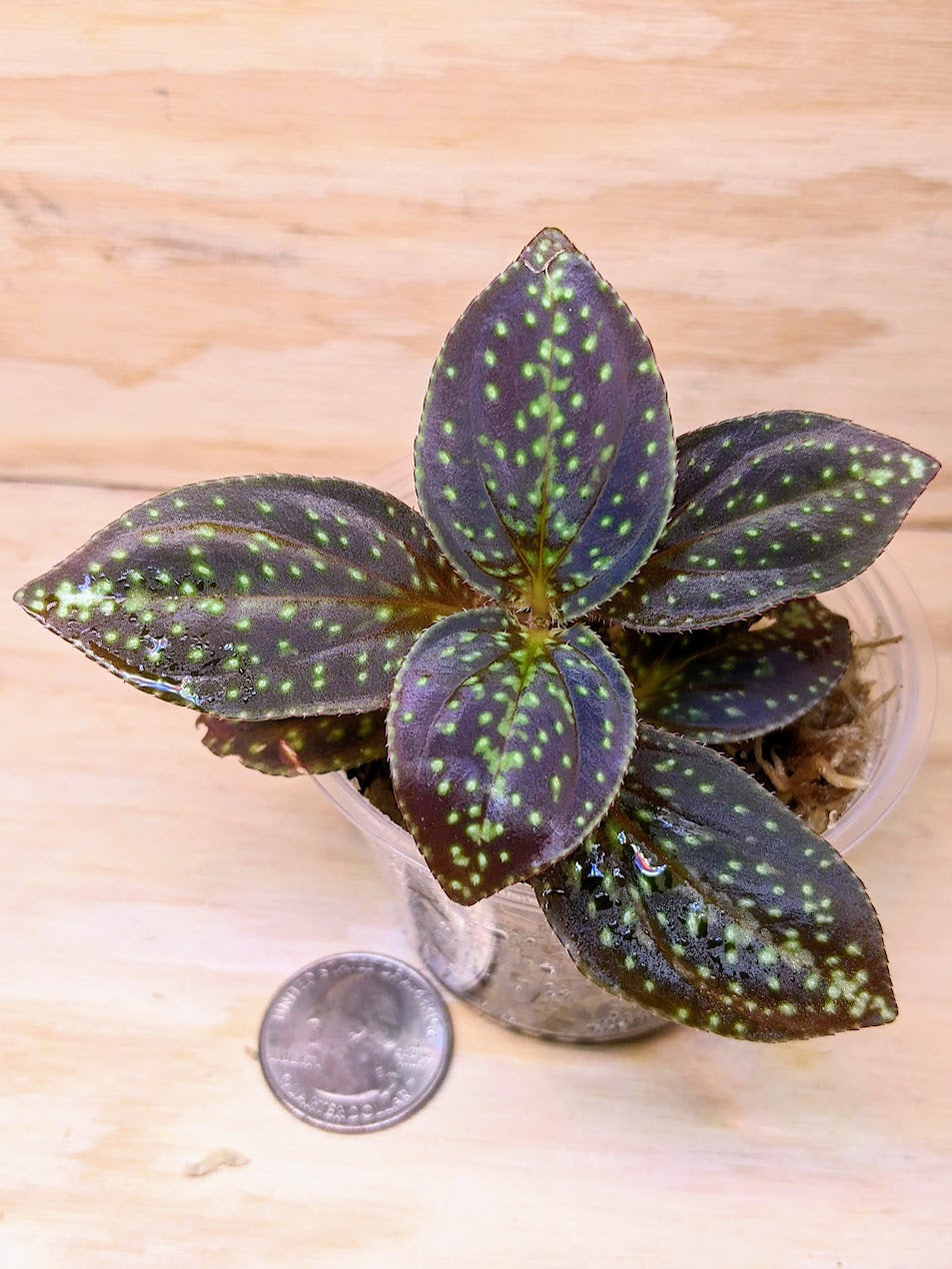 Sonerila dongii (originally 'Vietnam')