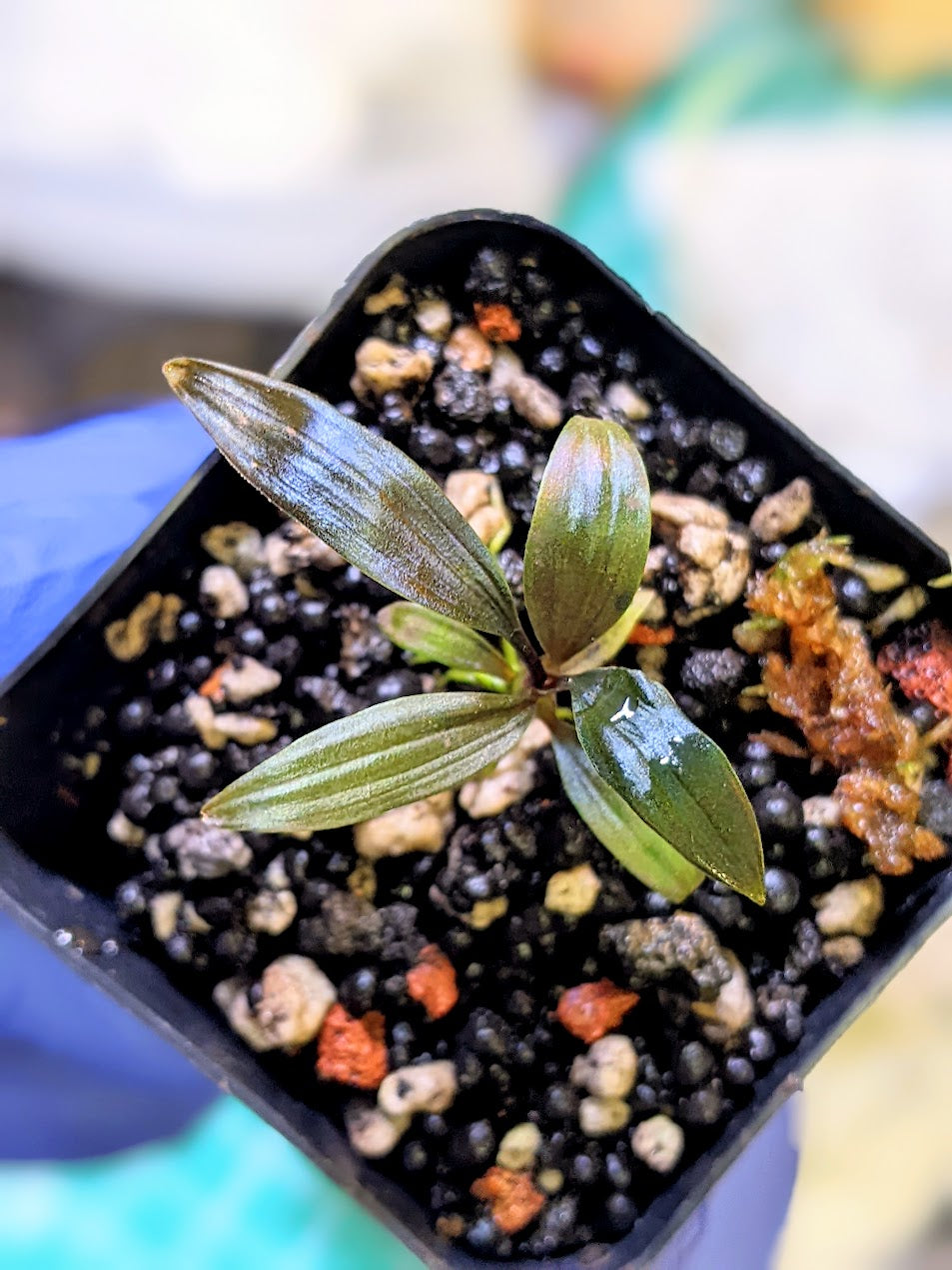 Dicranopygium 'Guna Yala'