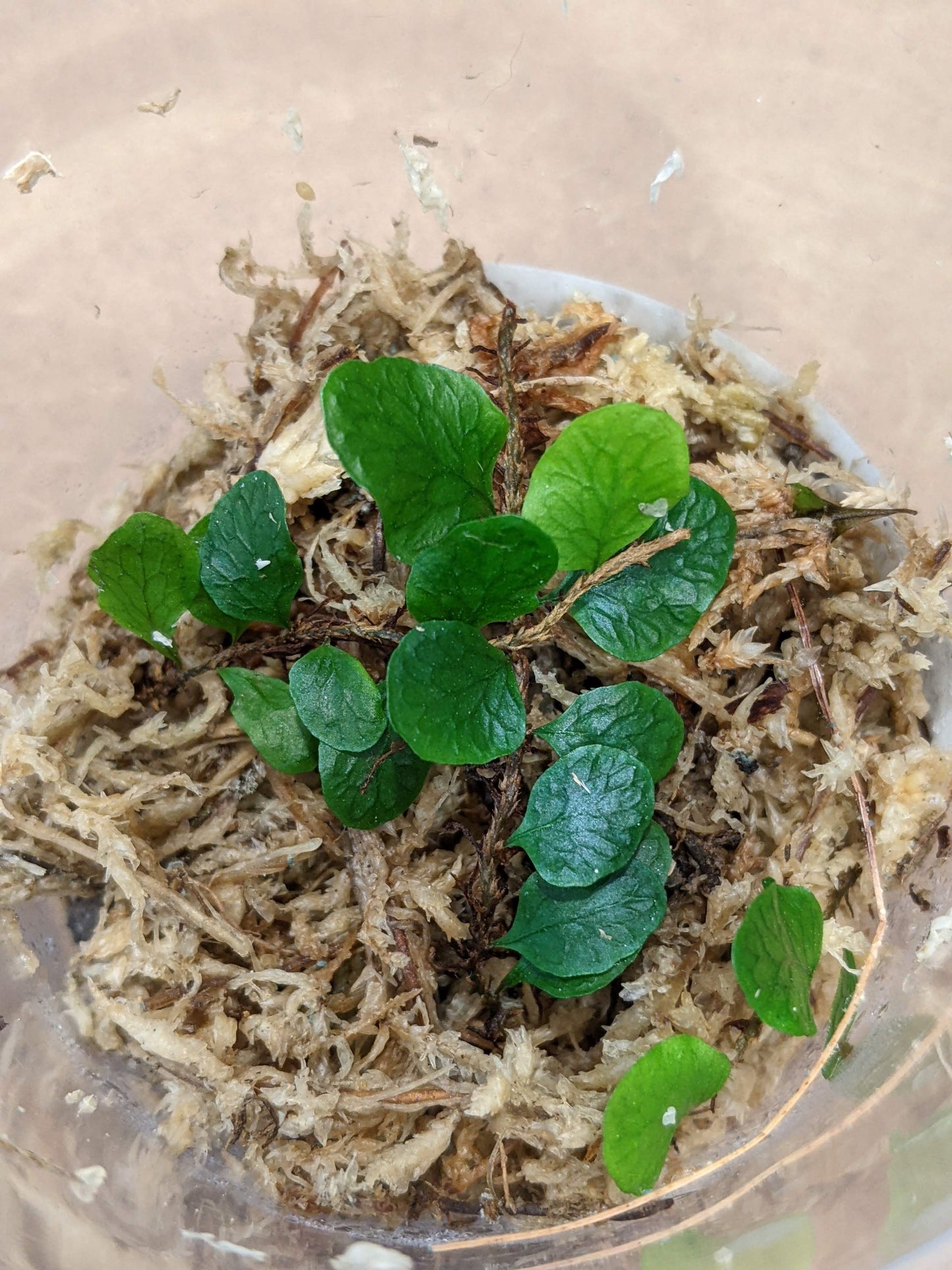 Microgramma heterophylla