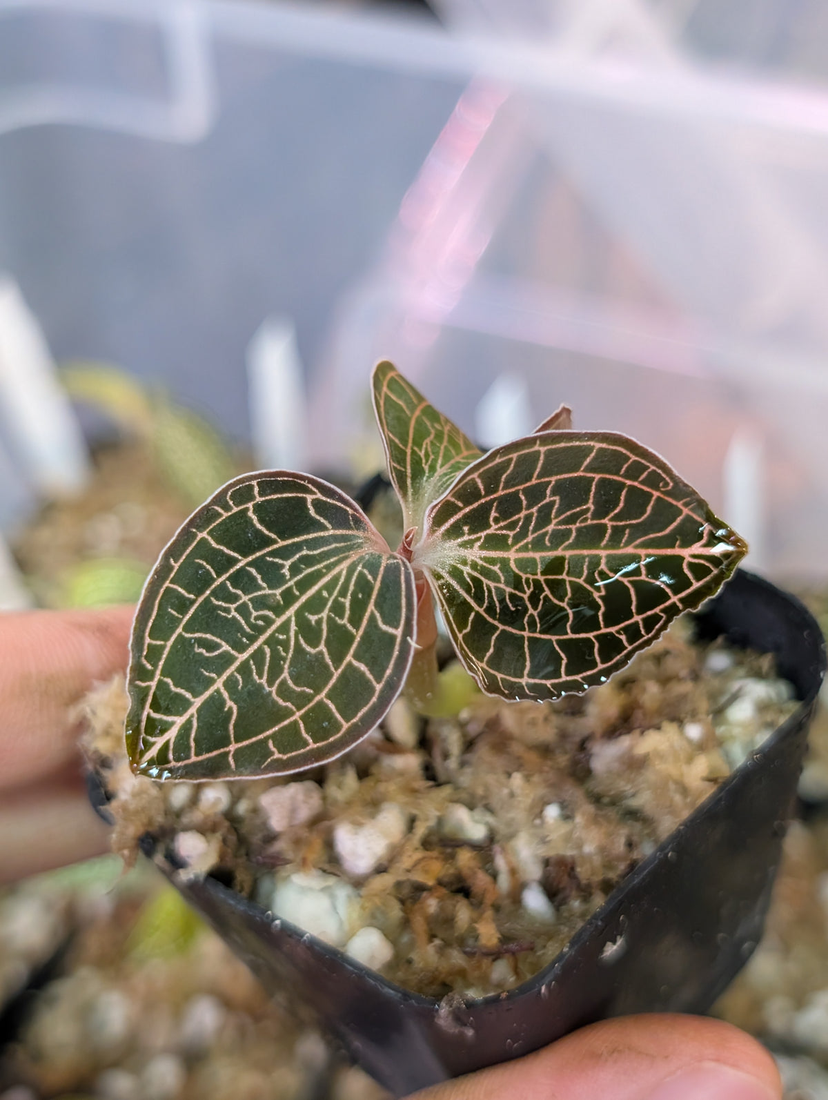 Anoectochilus roxburghii