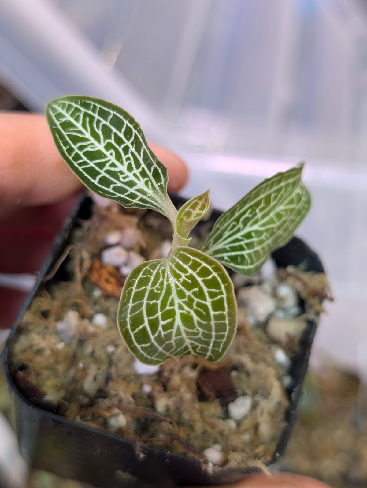 Ludochilus 'Poly' (Anoectochilus formosanus x Ludisia 'Lightning'