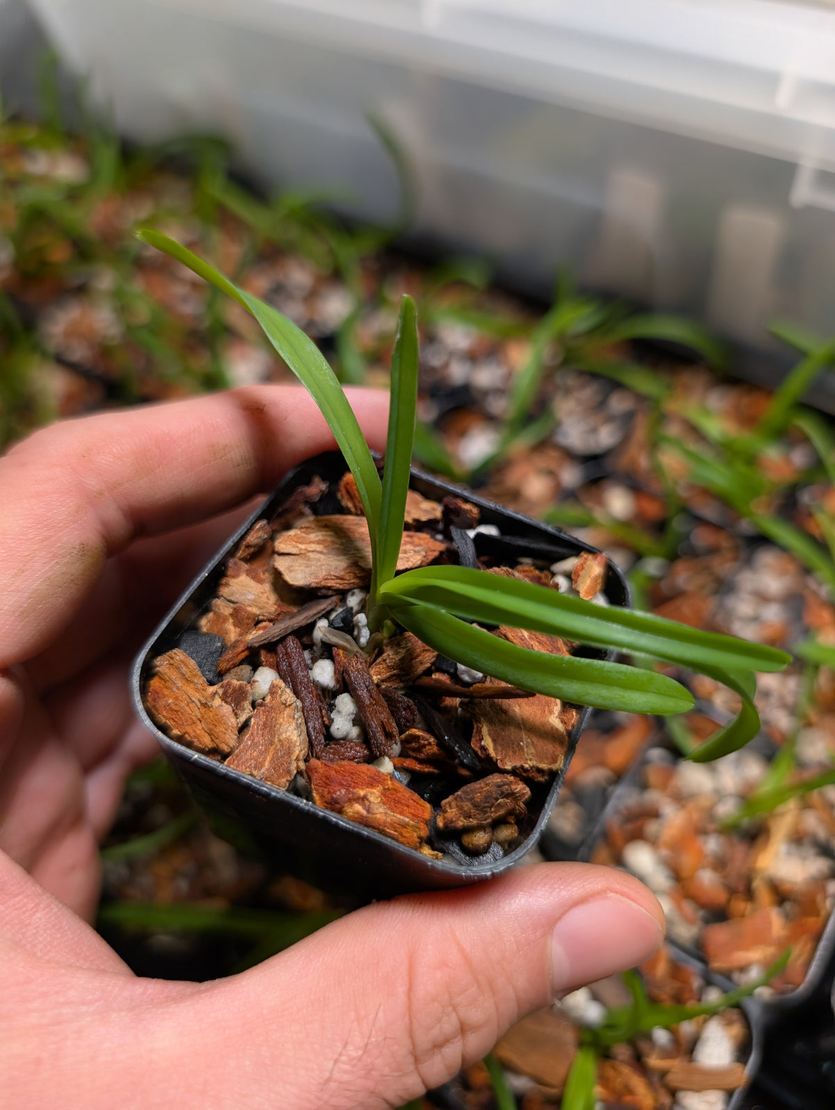 Vanda miniata x nana
