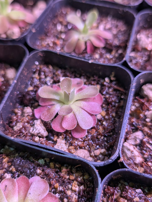 Pink plant with sticky leaves to trap insects.