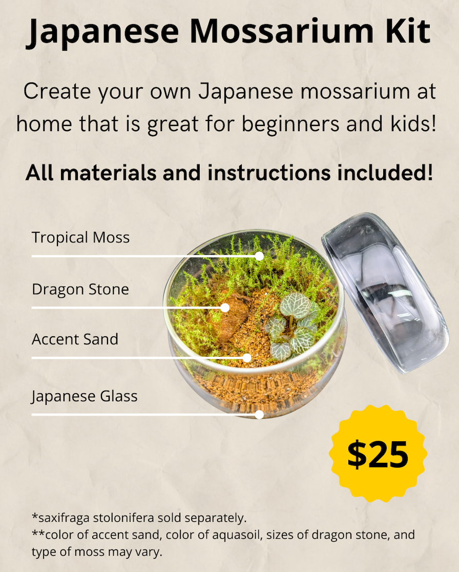 Japanese Mossarium Kit