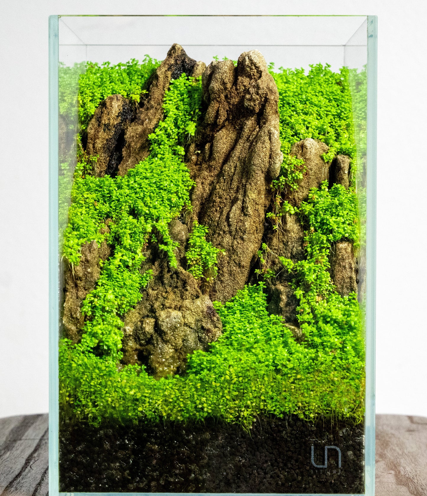 Glass Garden Workshop (7/26 @Fancy Plants)