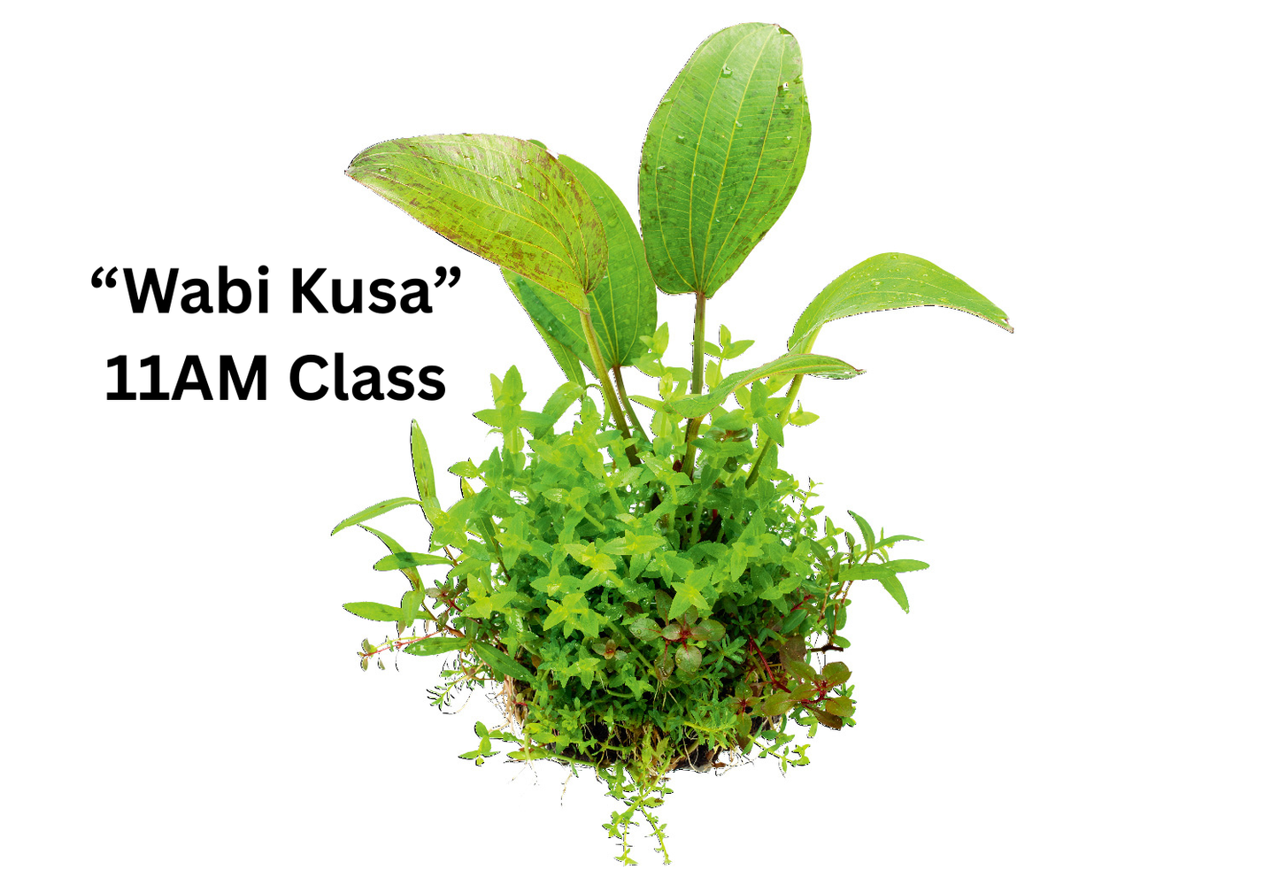 Wabi Kusa and Wabi Sabi Workshops
