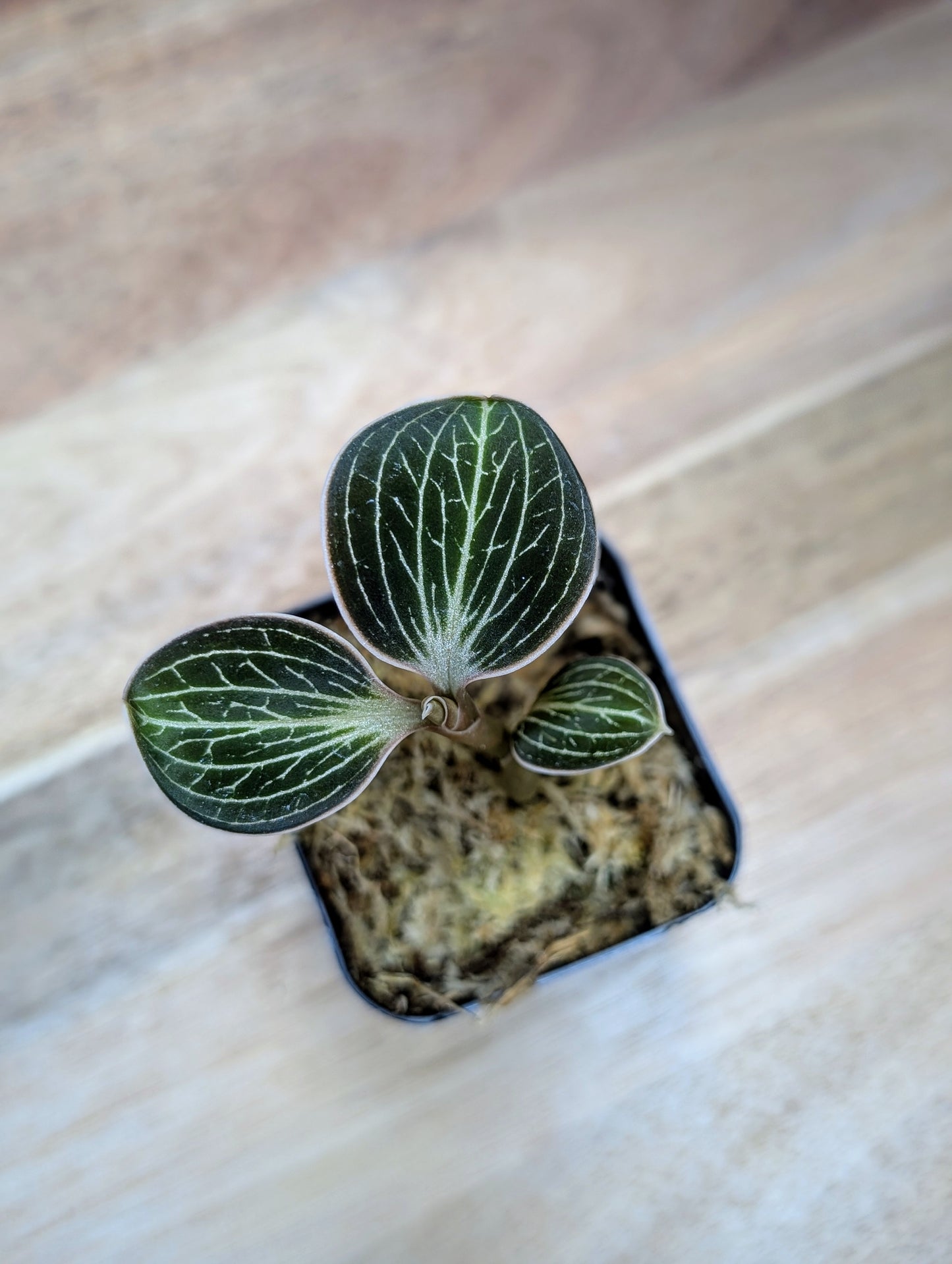 Anoectochilus lowii