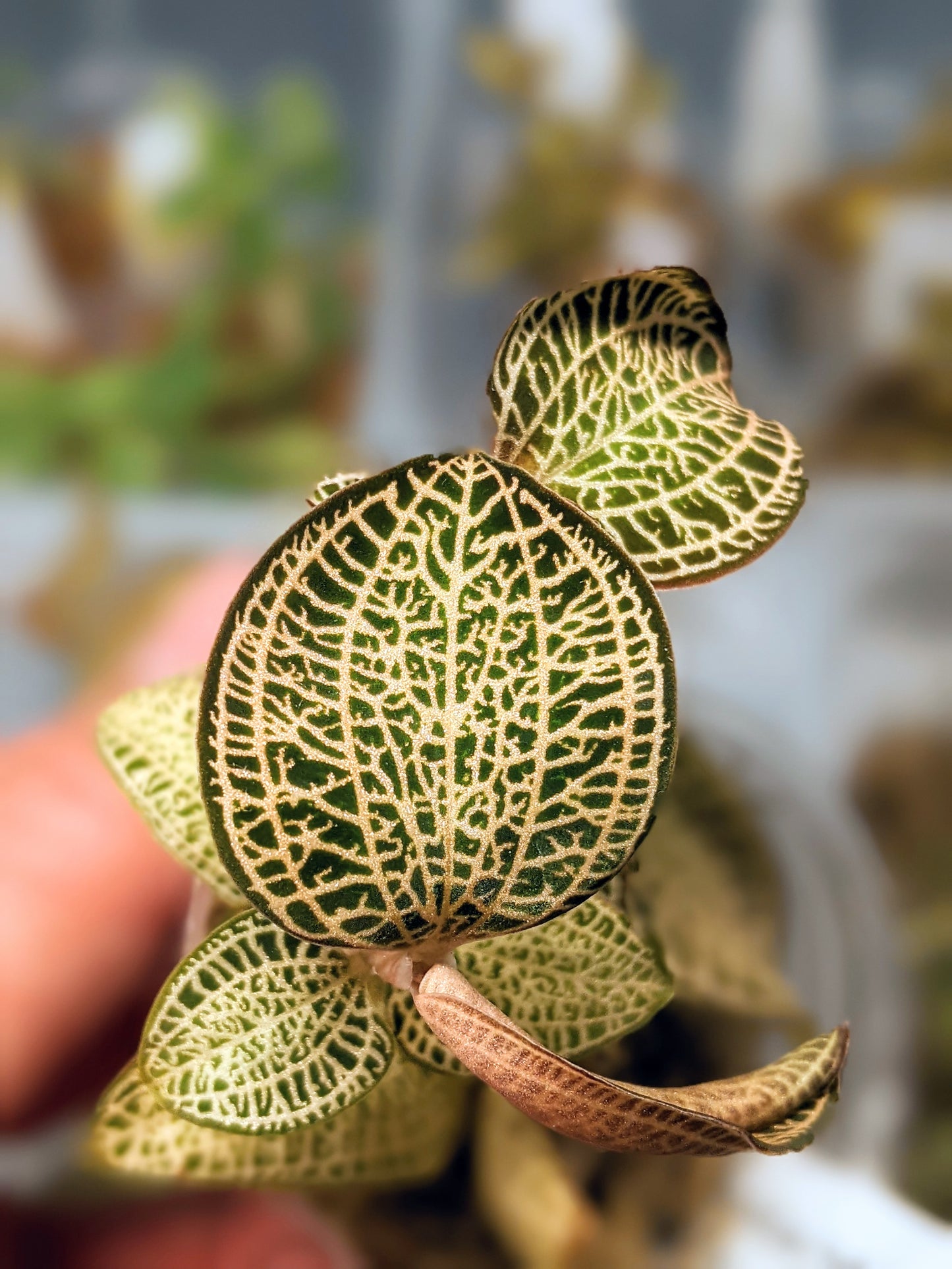 Jewel Orchid Variety Pack