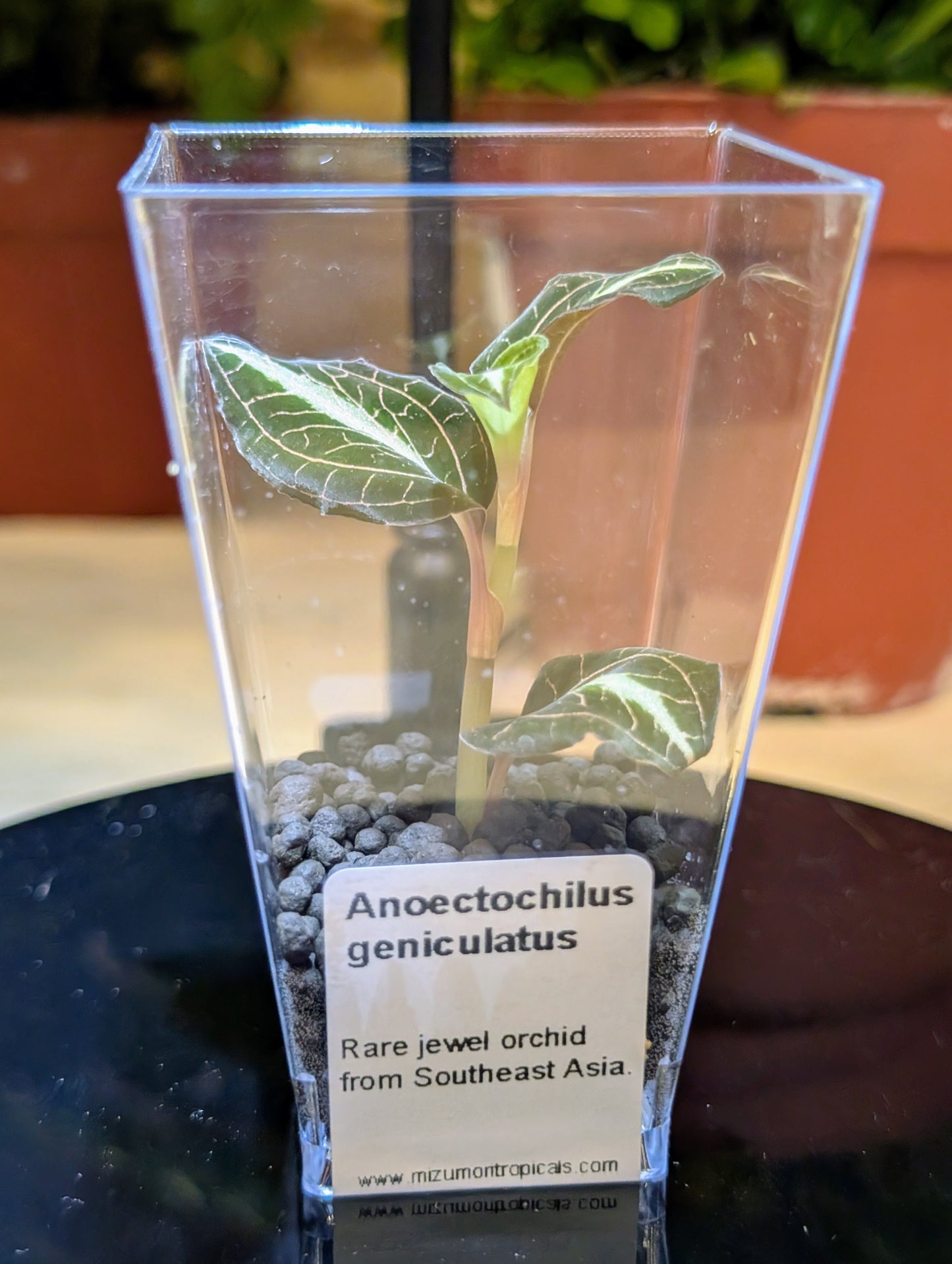 Anoectochilus geniculatus