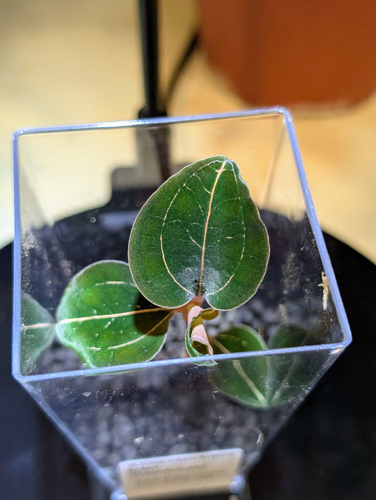 Anoectochilus lylei Cambodia