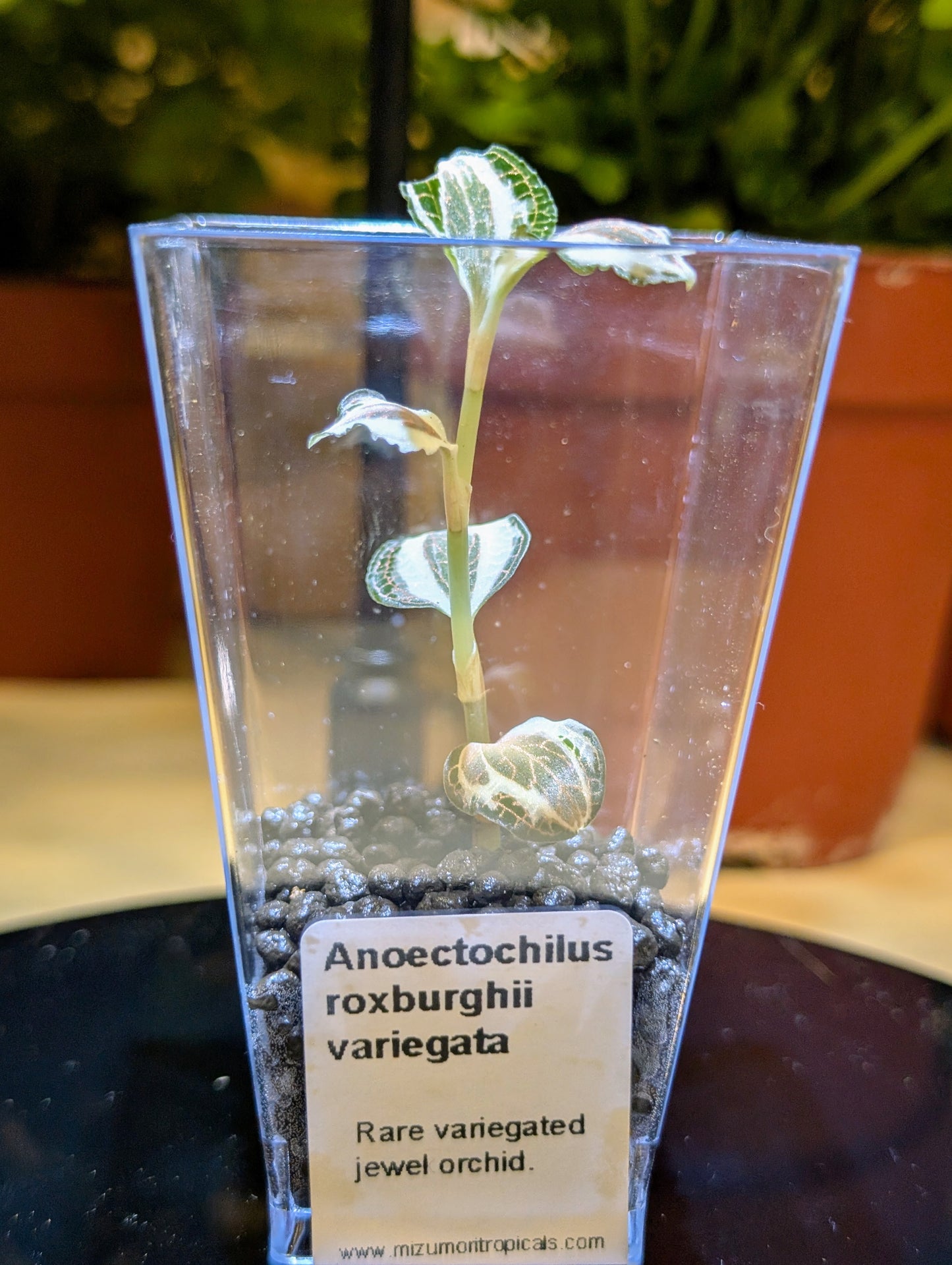 Anoectochilus roxburghii variegata