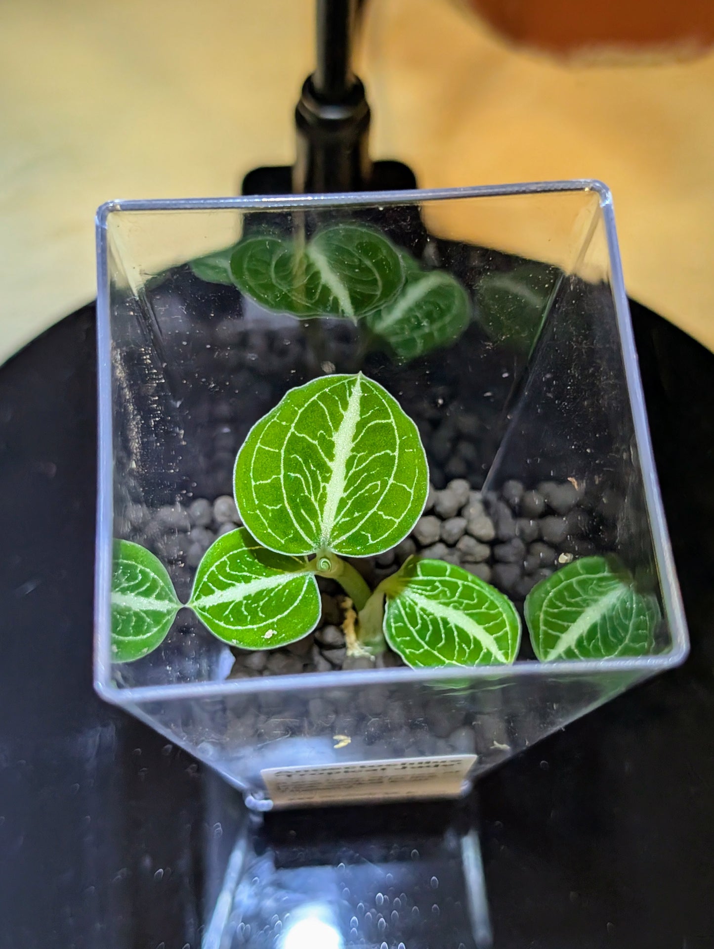 Anoectochilus 'Tropical Jade'