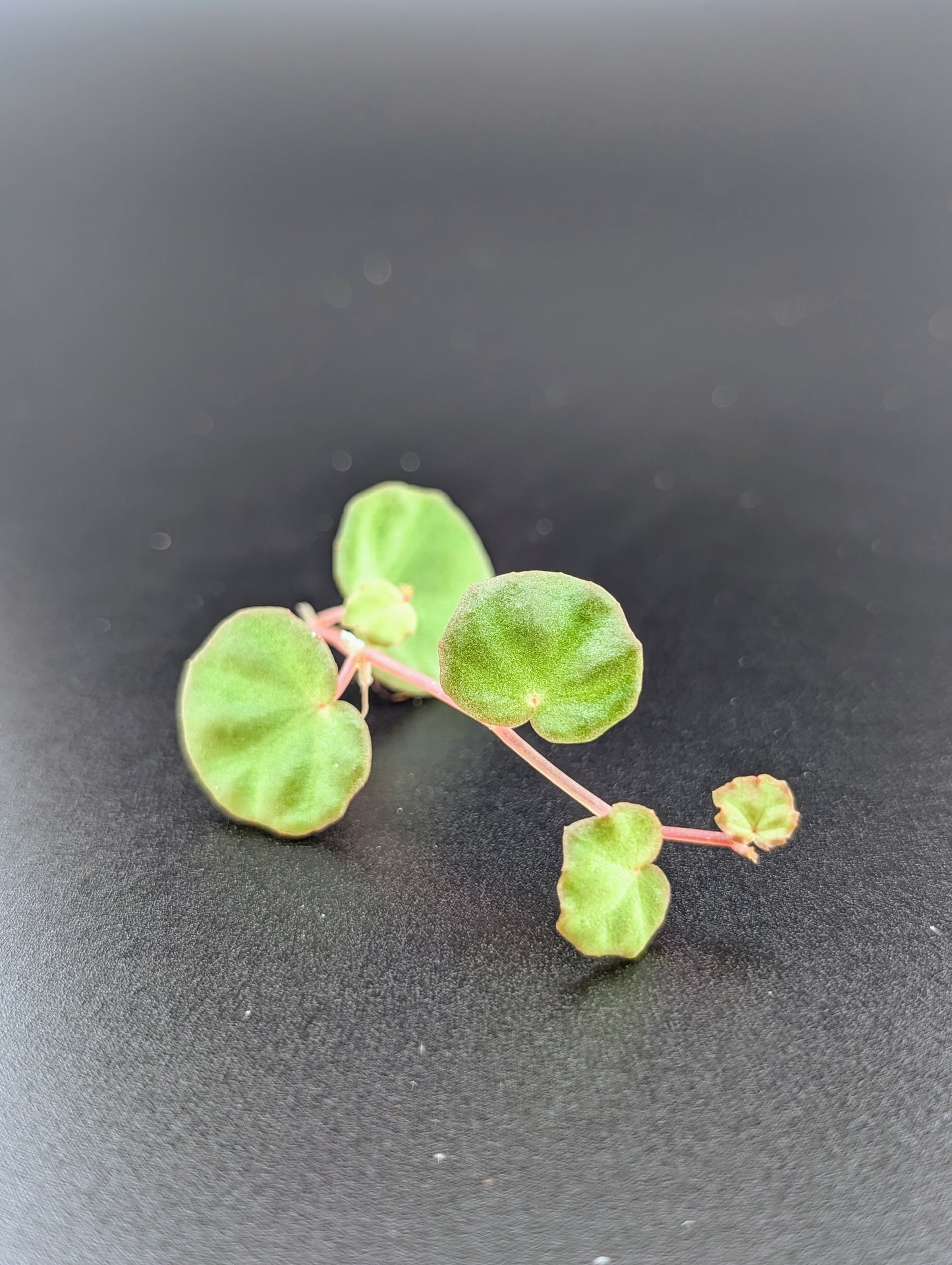 Begonia lichenora