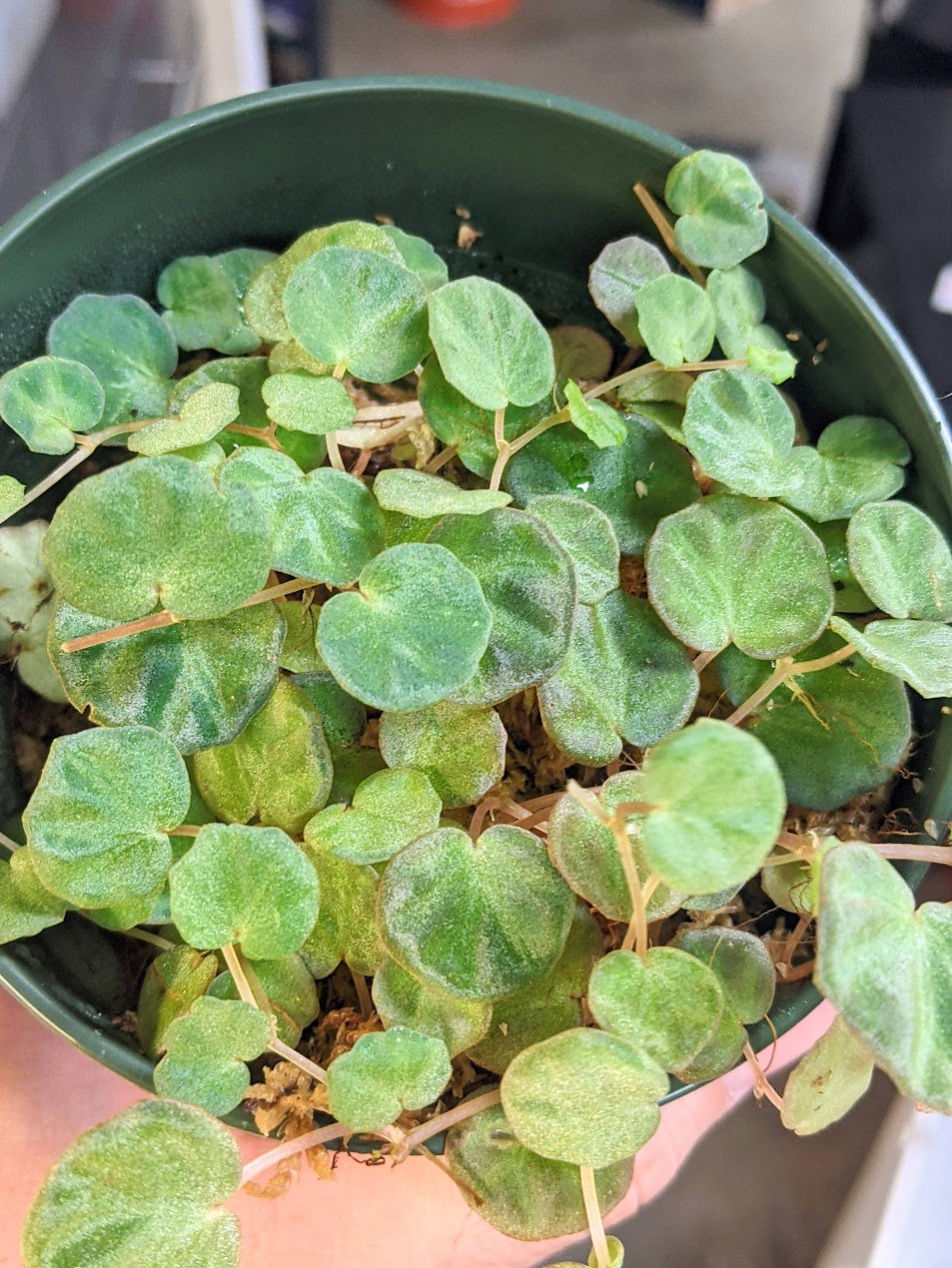 Small vivarium plant with green leaves.