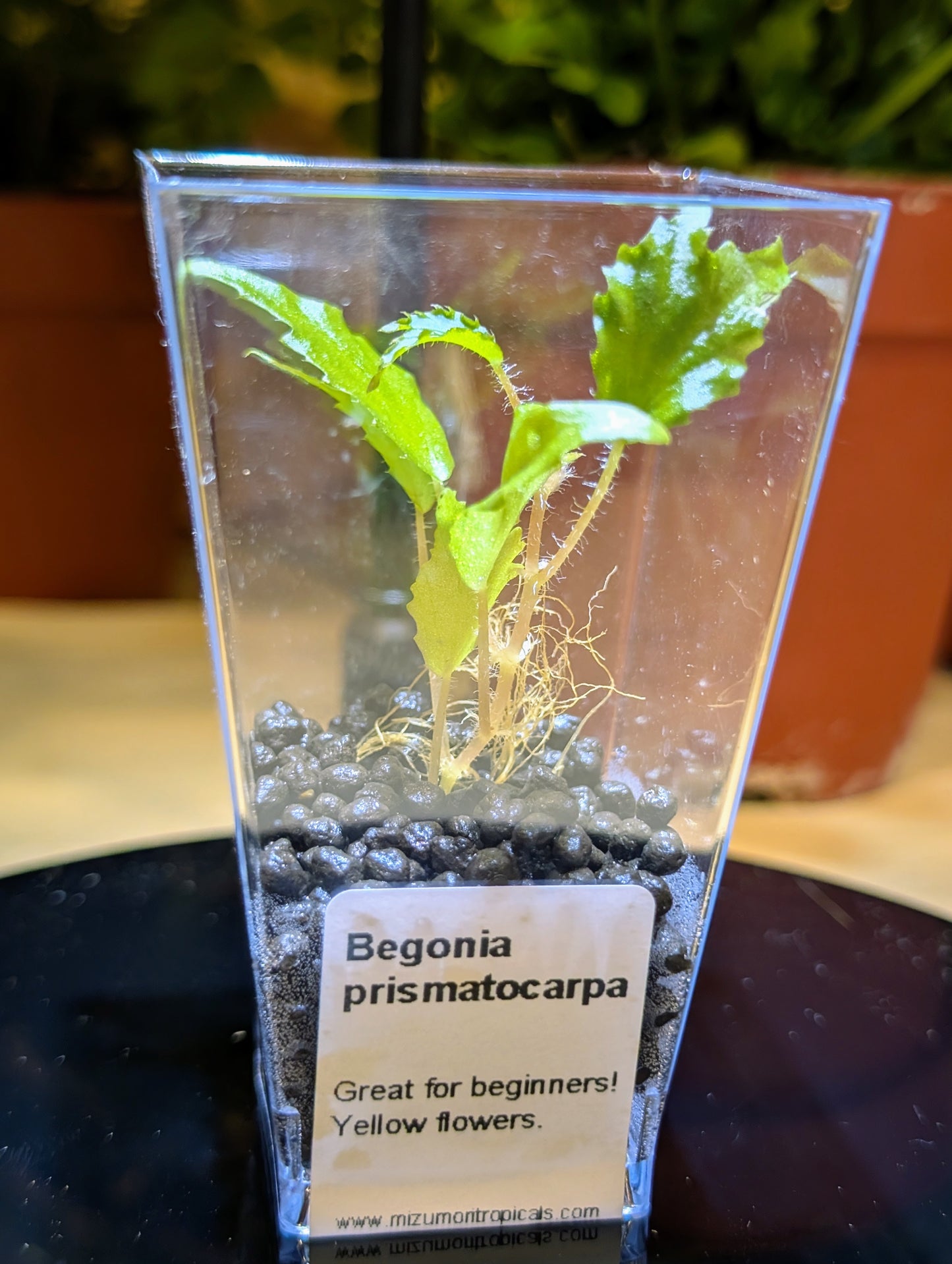 Begonia prismatocarpa