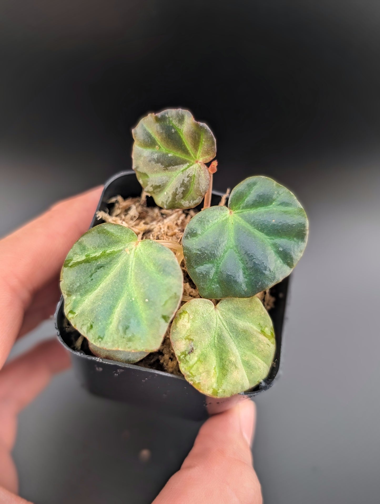 Begonia Sarawak