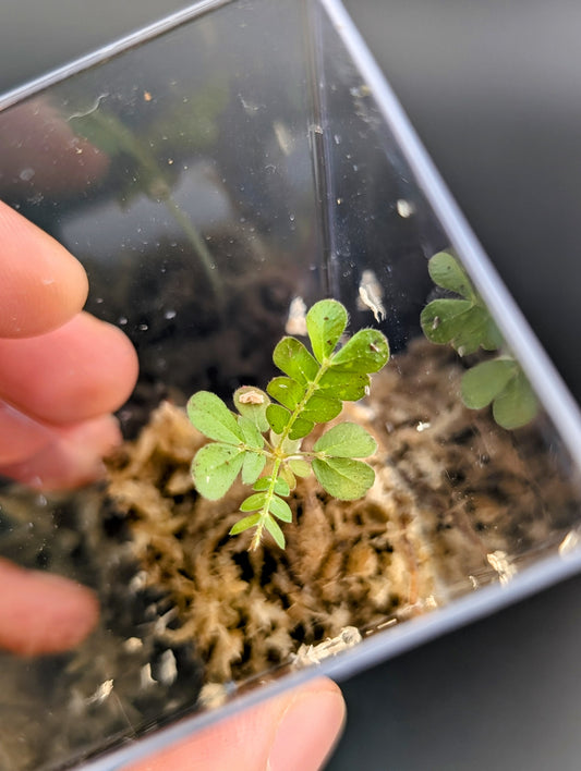 Biophytum 'Ecuador'