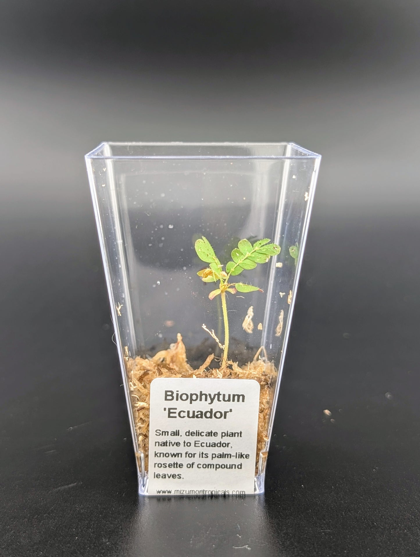 Biophytum 'Ecuador'