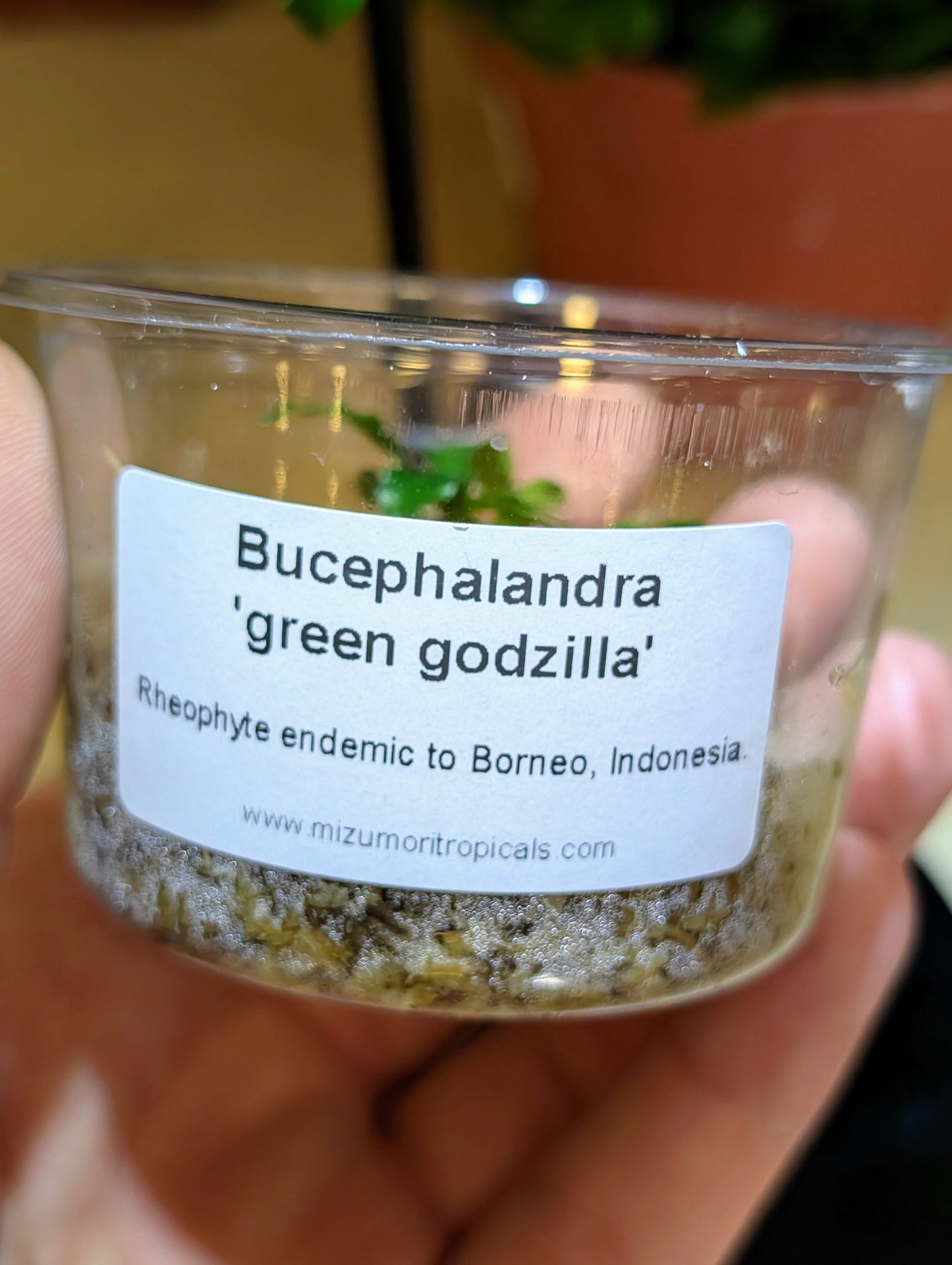 Bucephalandra 'Green Godzilla'