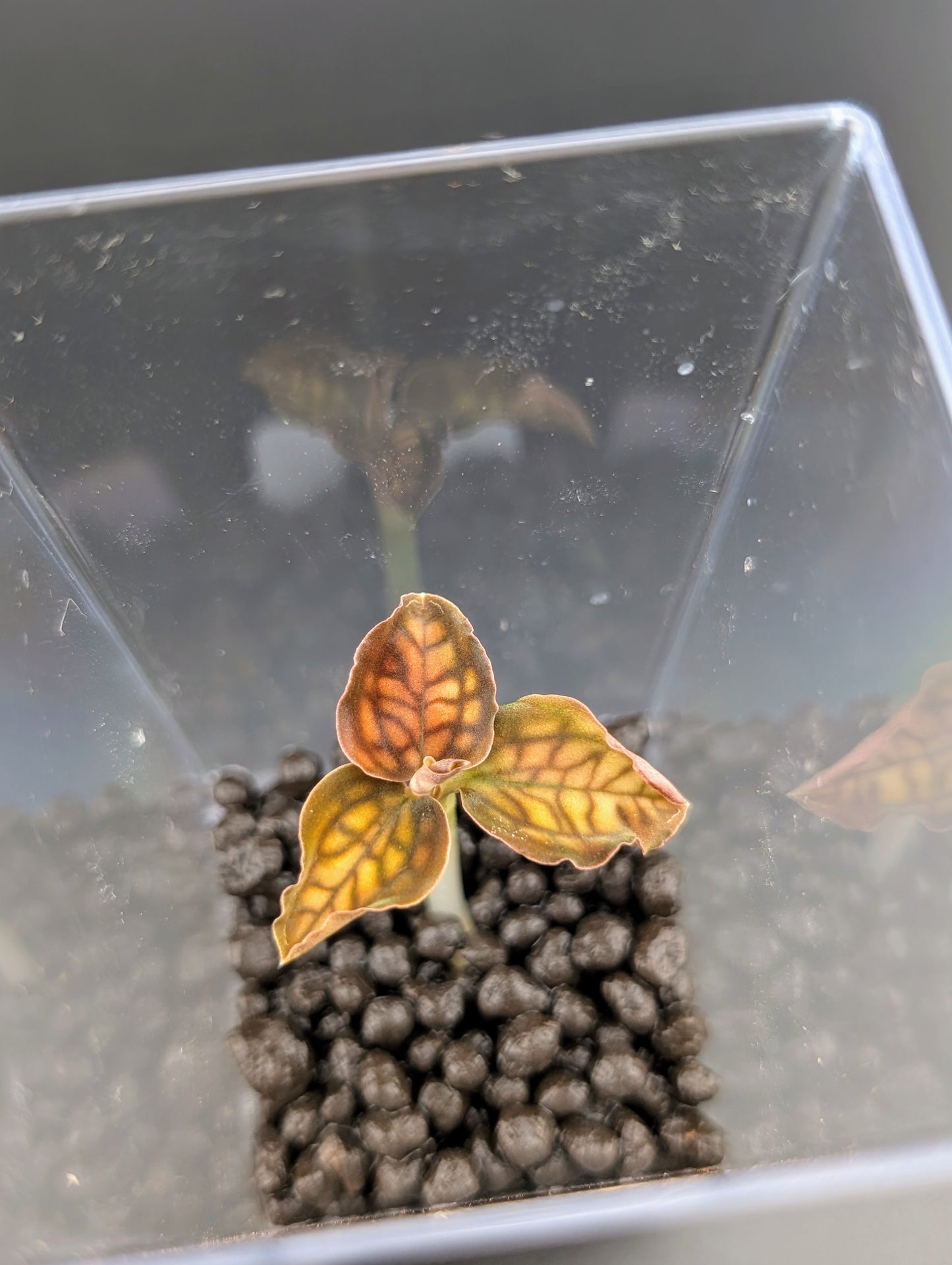 Small plant in a clear container with dark substrate
