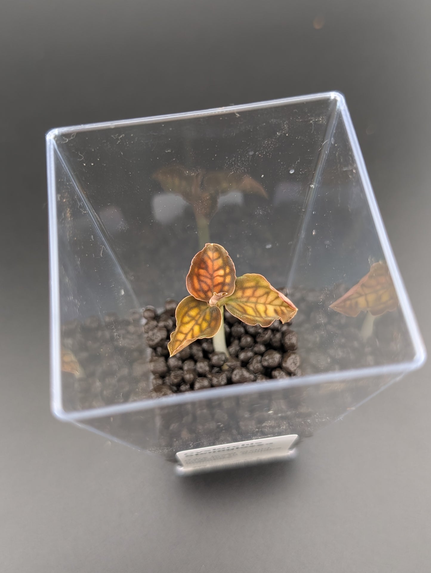 Cystorchis stenoglossa