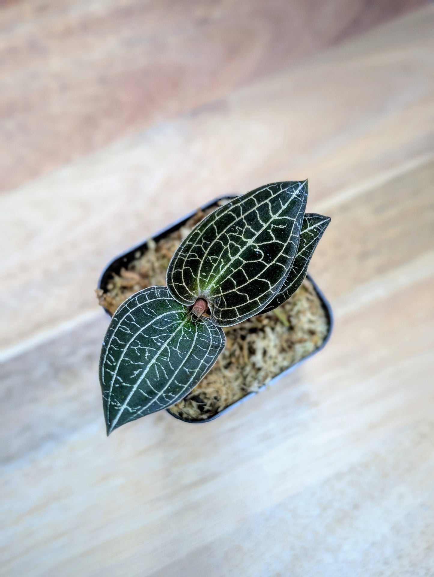 Small potted plant with intricate leaf patterns on a wooden surface