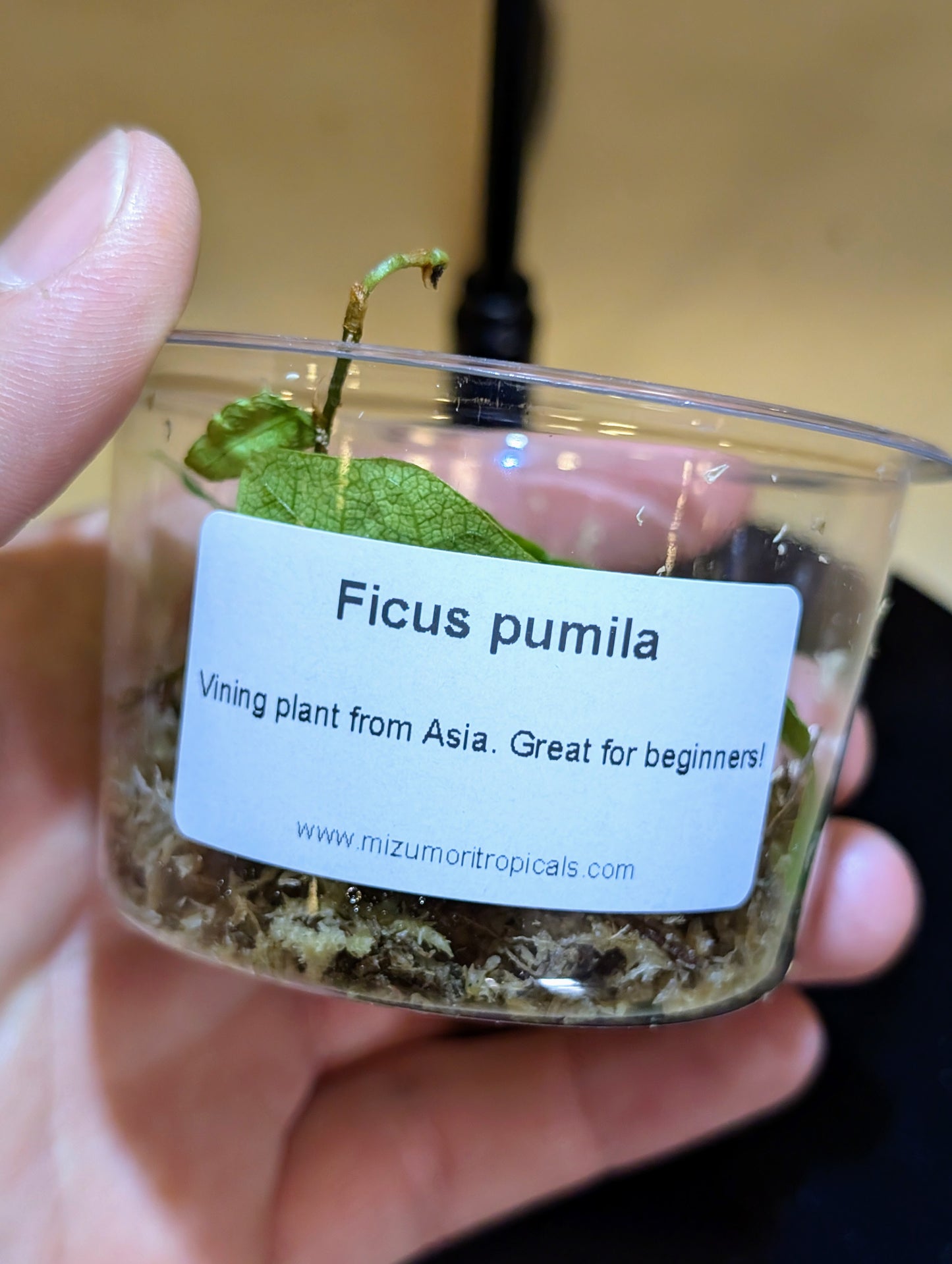 Ficus pumila