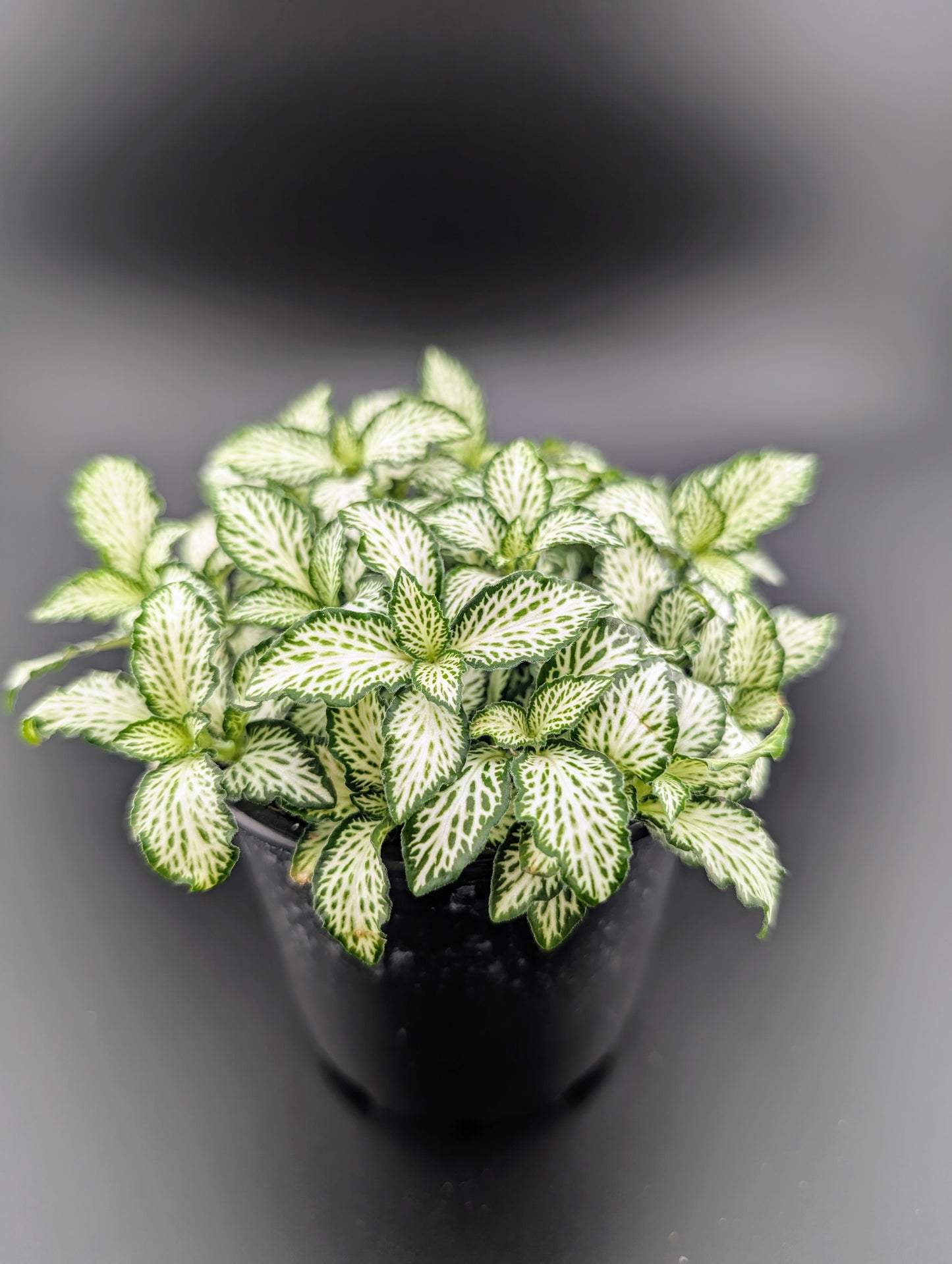 Fittonia 'white tiger'
