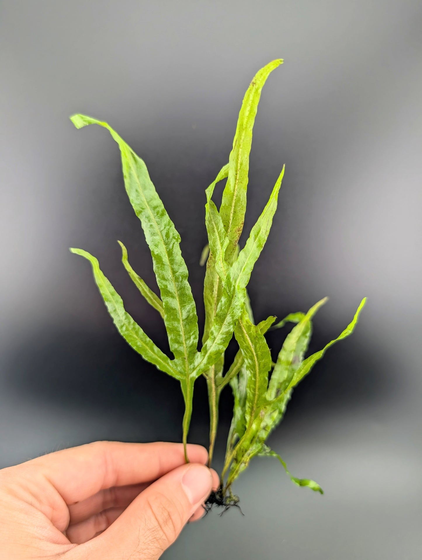 Java Fern 'Trident'