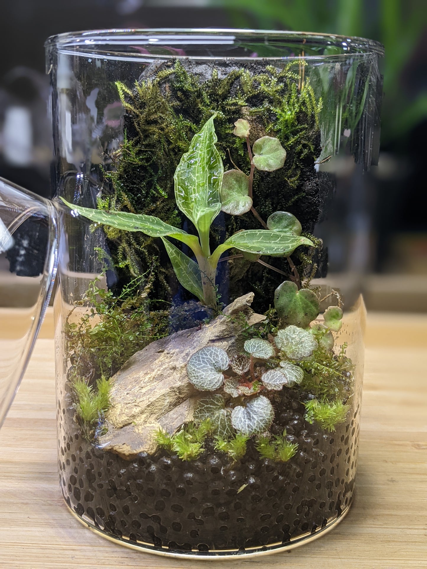 Jewel Orchid Variety Pack