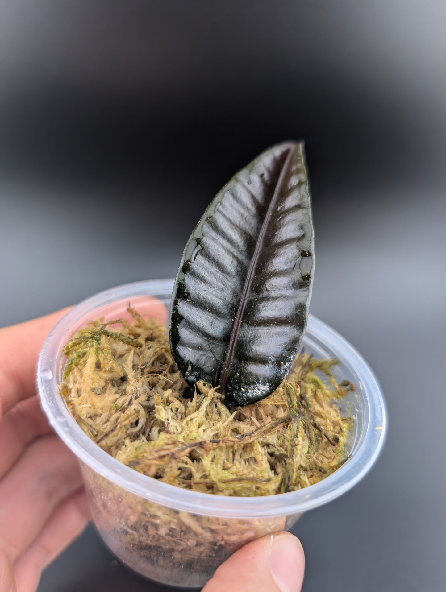 Labisia 'Butterfly'
