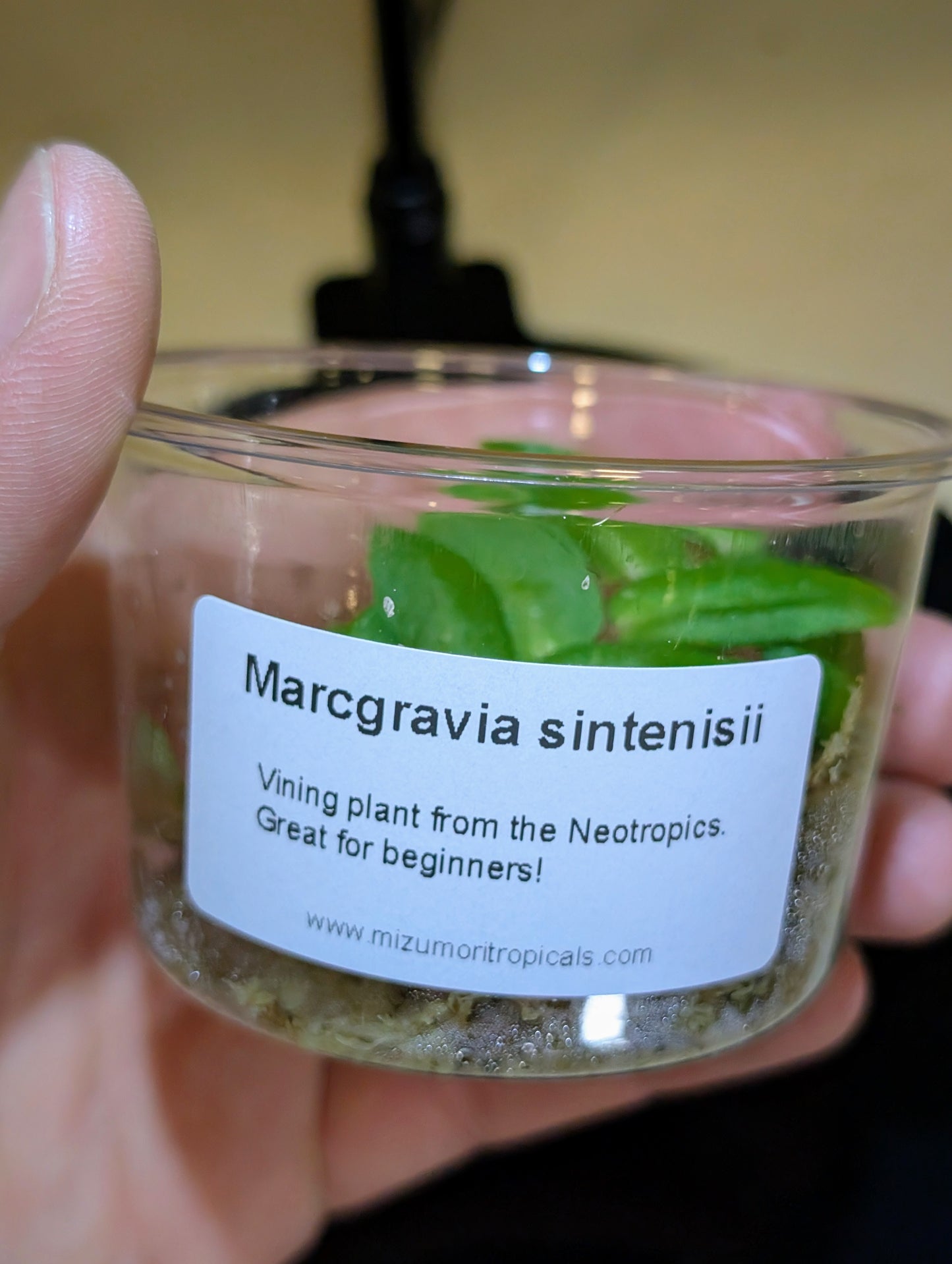 Marcgravia sintenisii