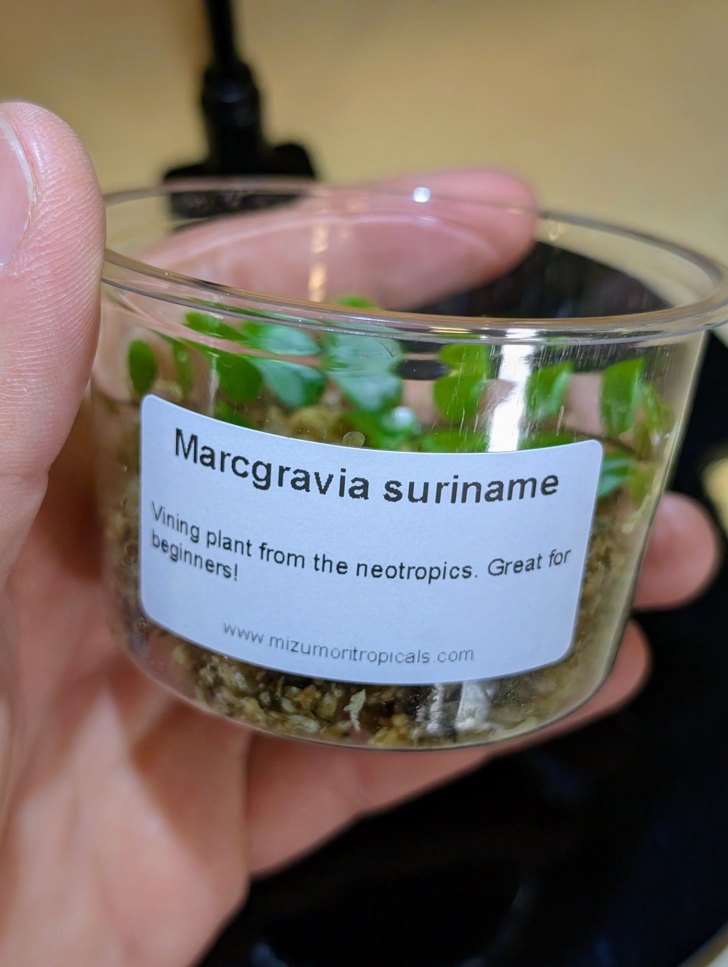 Marcgravia suriname