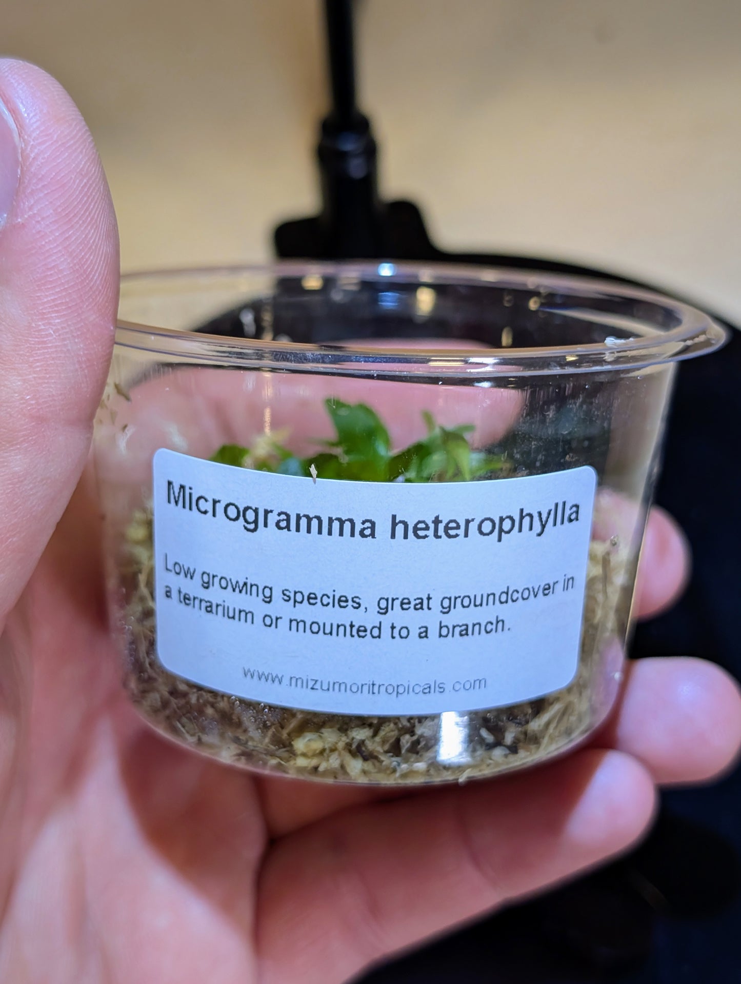 Microgramma heterophylla