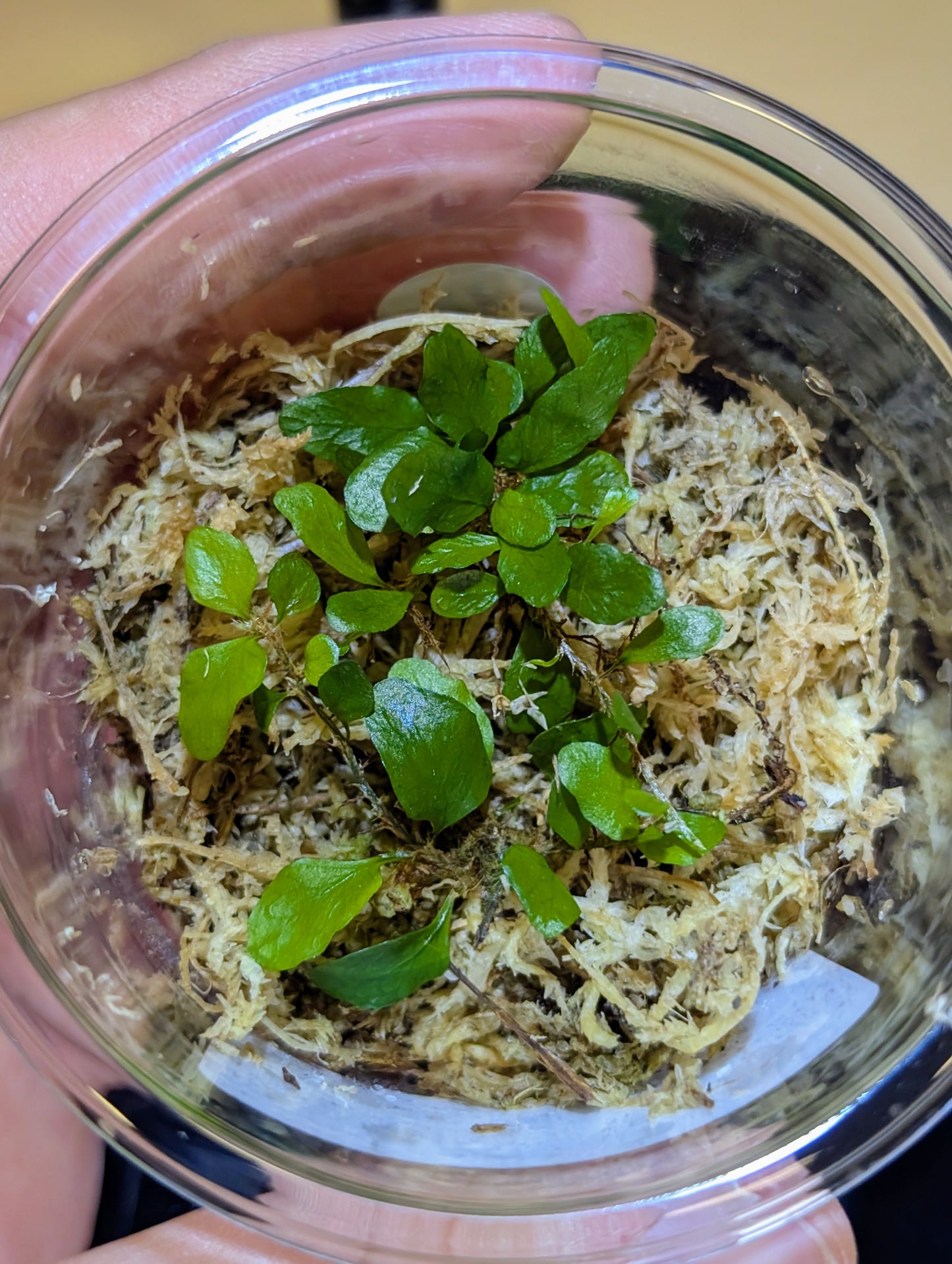 Microgramma heterophylla