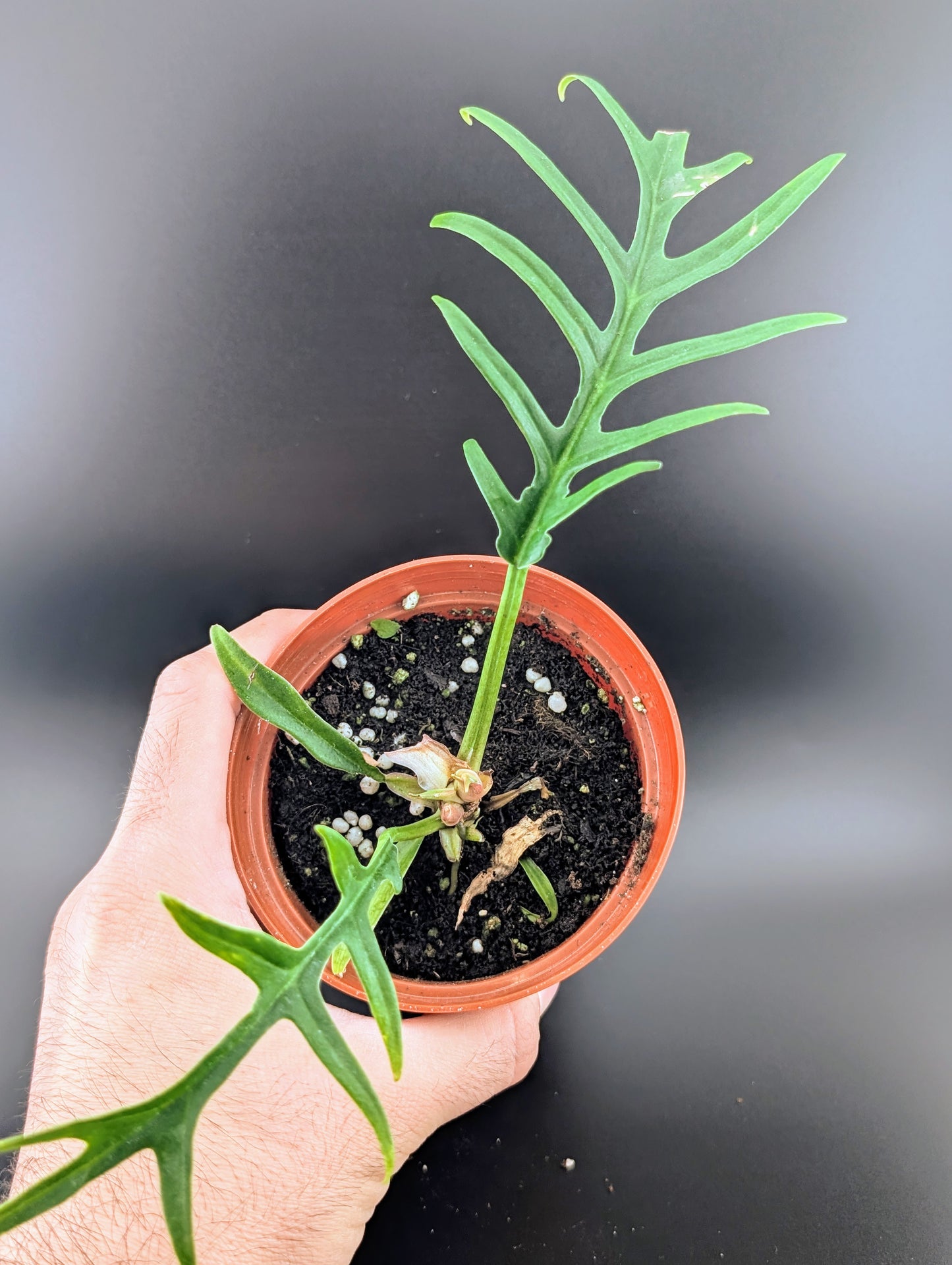 Philodendron tortum