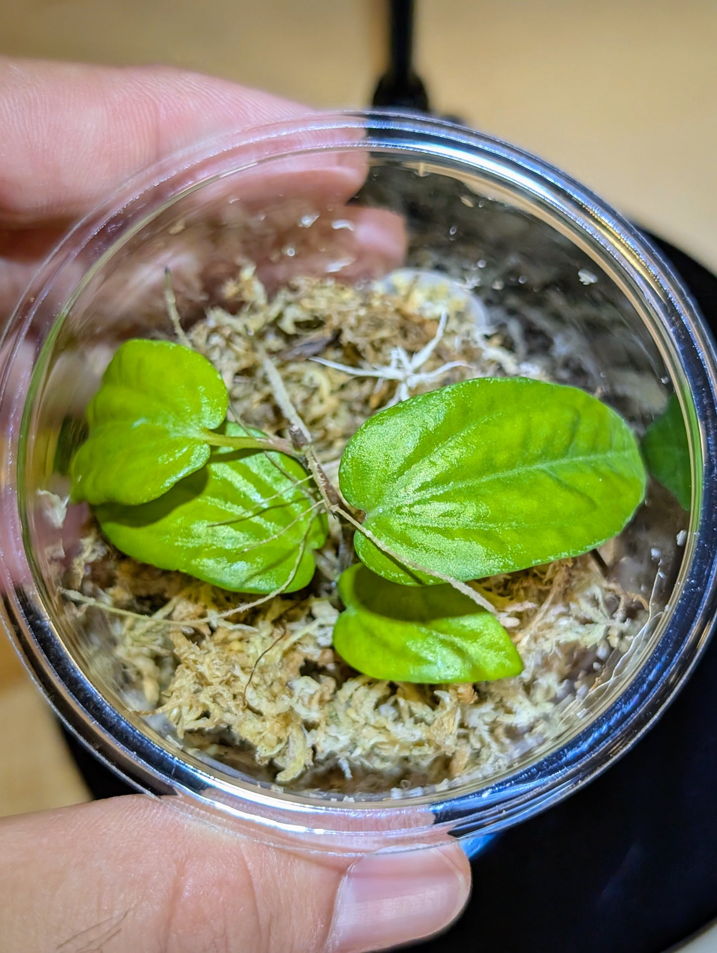 Piper baccatum