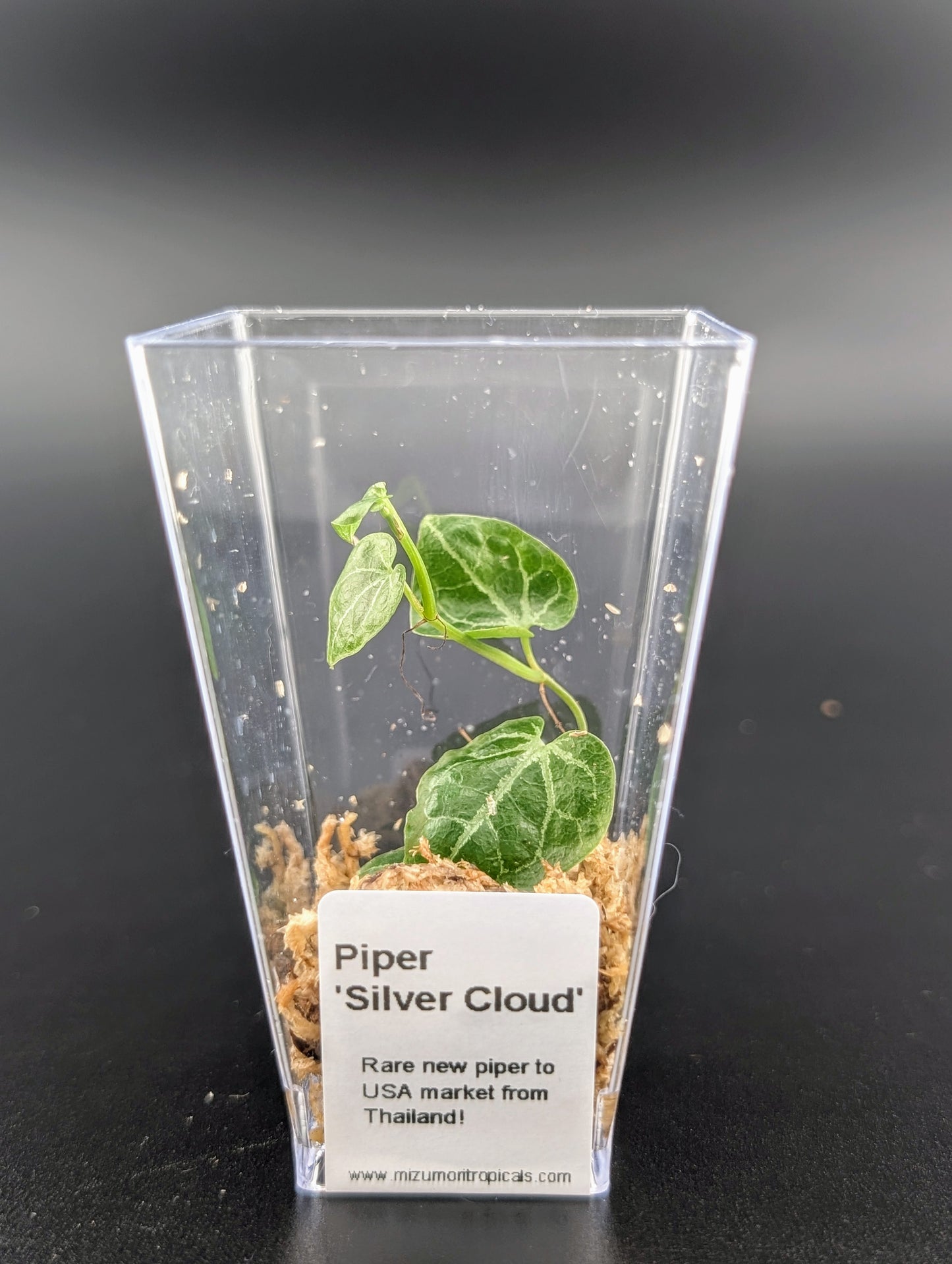 Piper 'Silver Cloud'