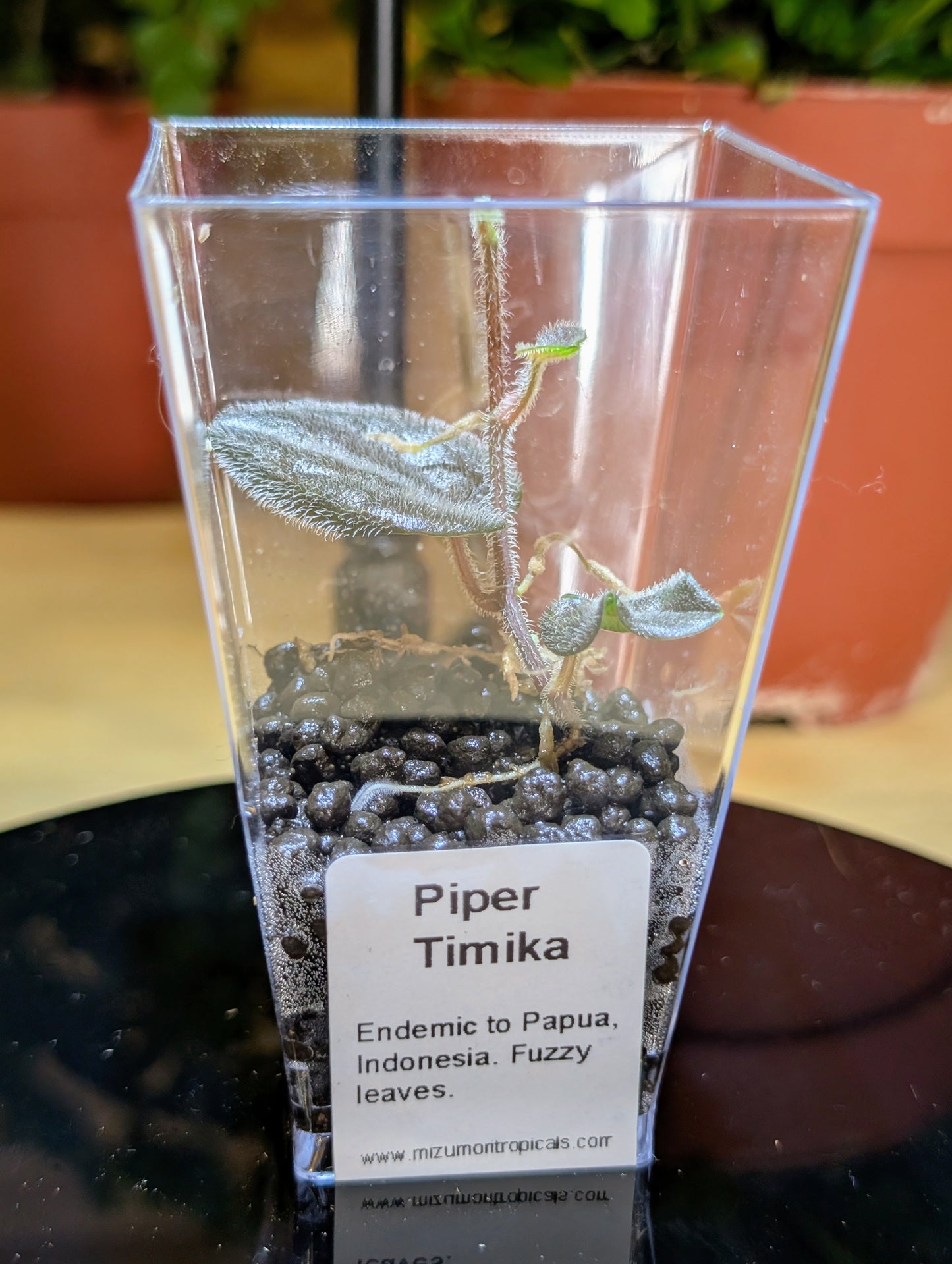 Piper Timika
