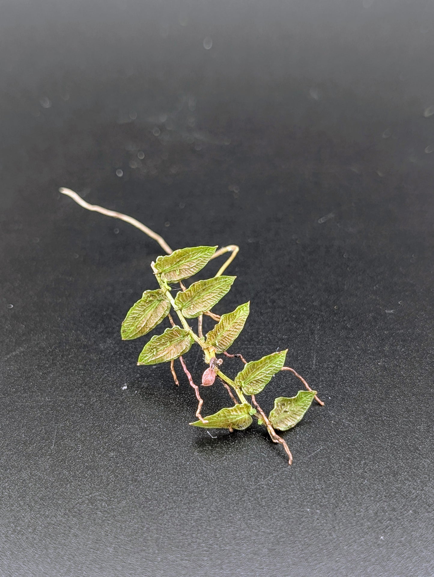 Pothos pugnax