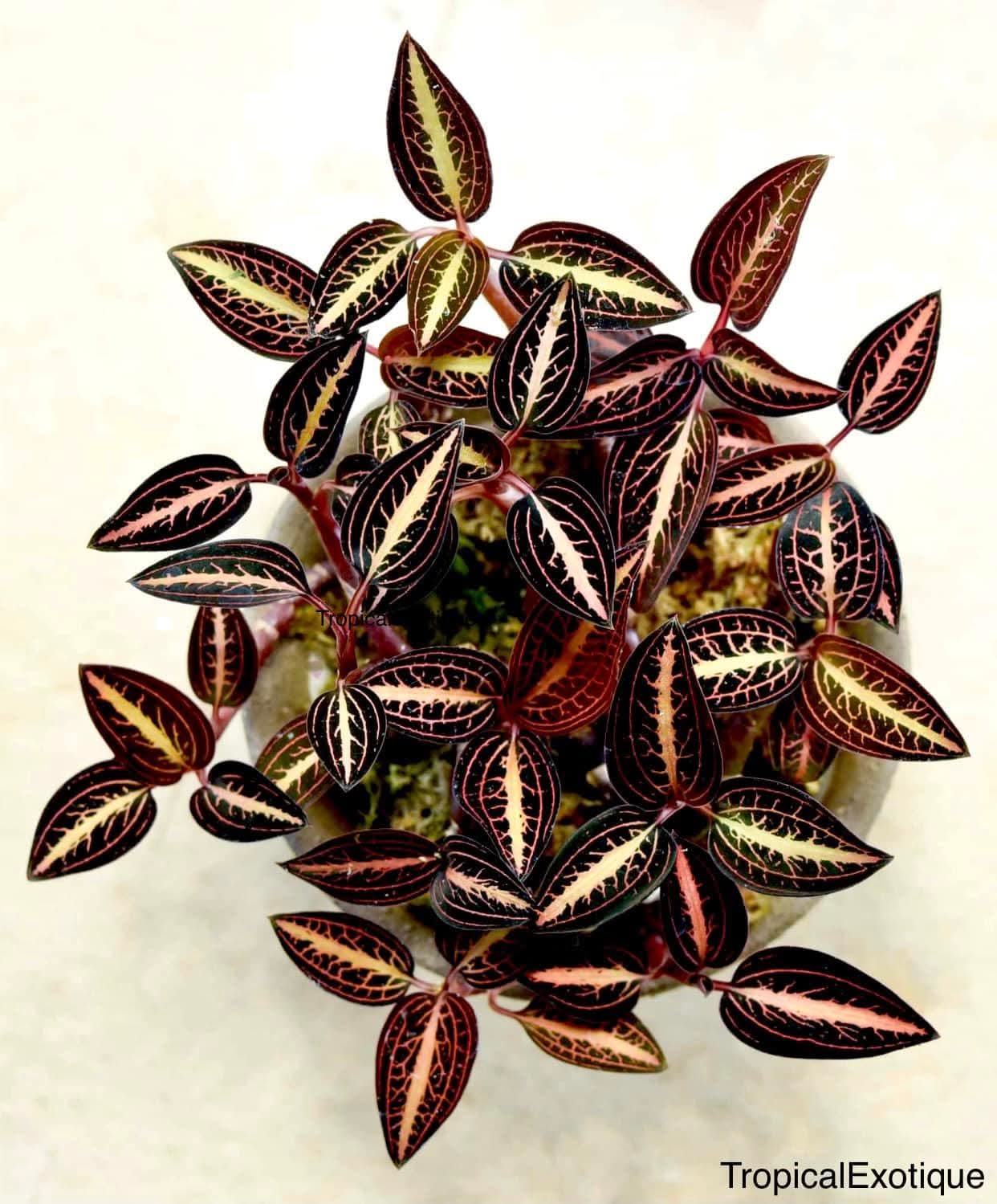 Ludisia discolor 'Salmon Sandstone'